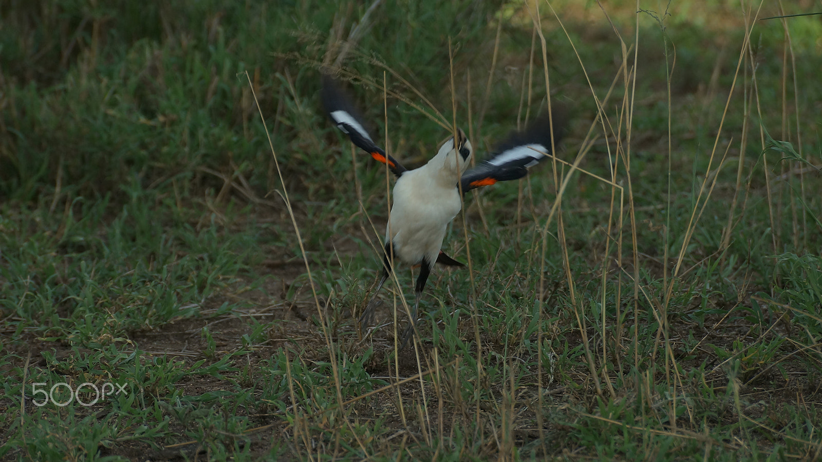 Sony SLT-A57 sample photo. Tanzania safari photography