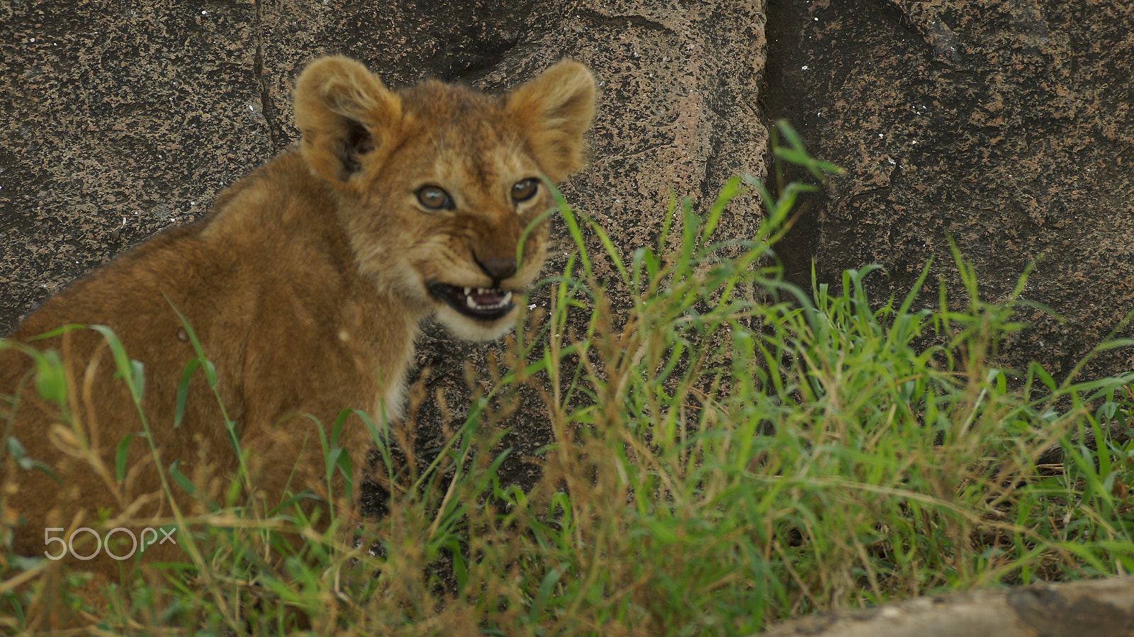 Sony SLT-A57 sample photo. Tanzania safari photography