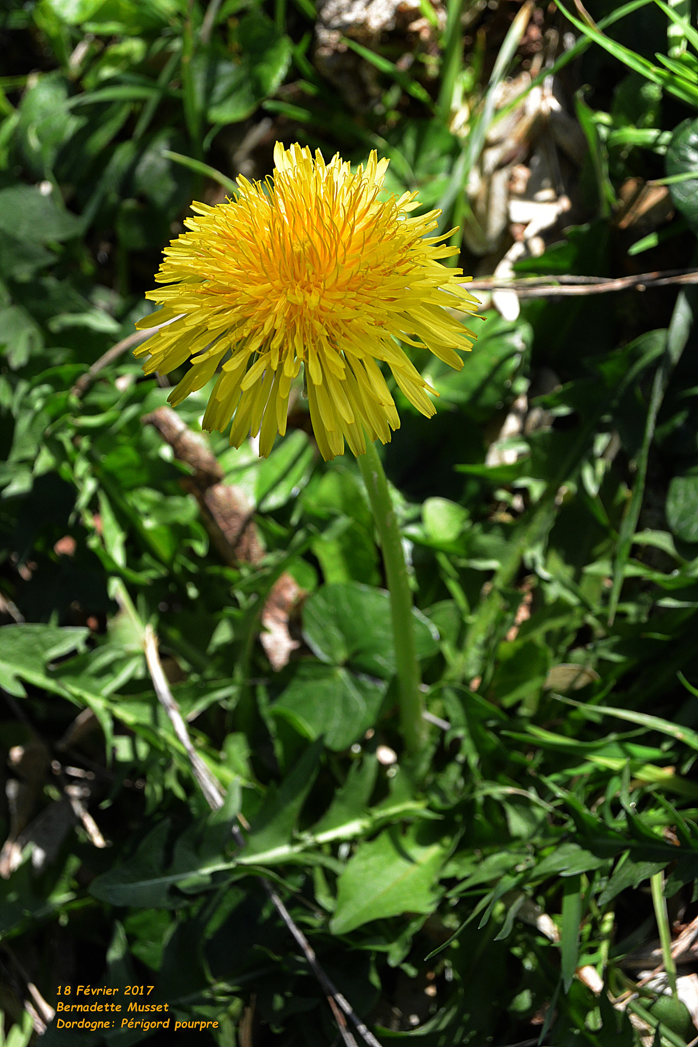 Nikon 1 AW1 sample photo. Dandelion - pissenlit photography