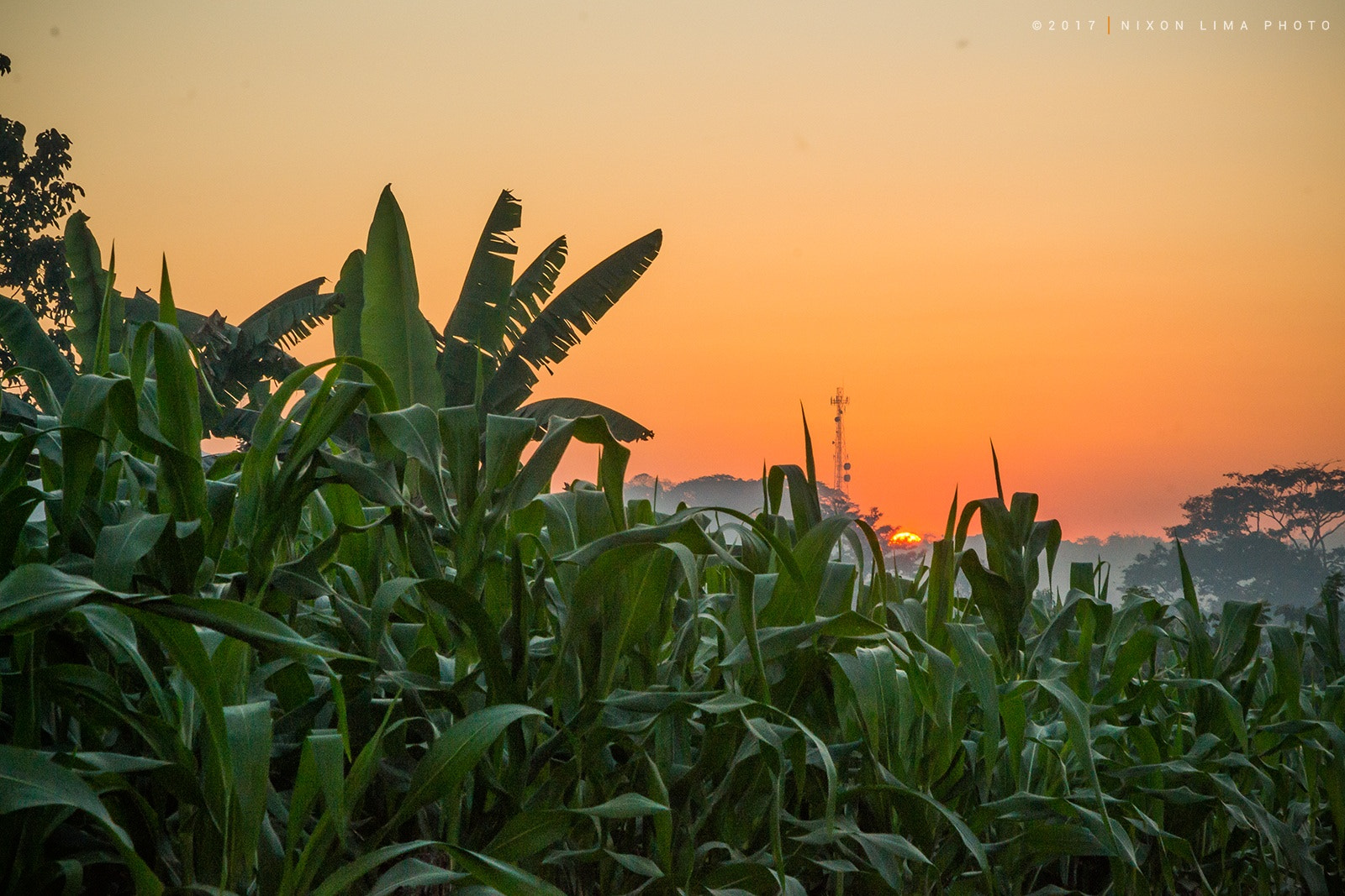 Nikon D3100 sample photo. Corn plantation at the end of the day. photography