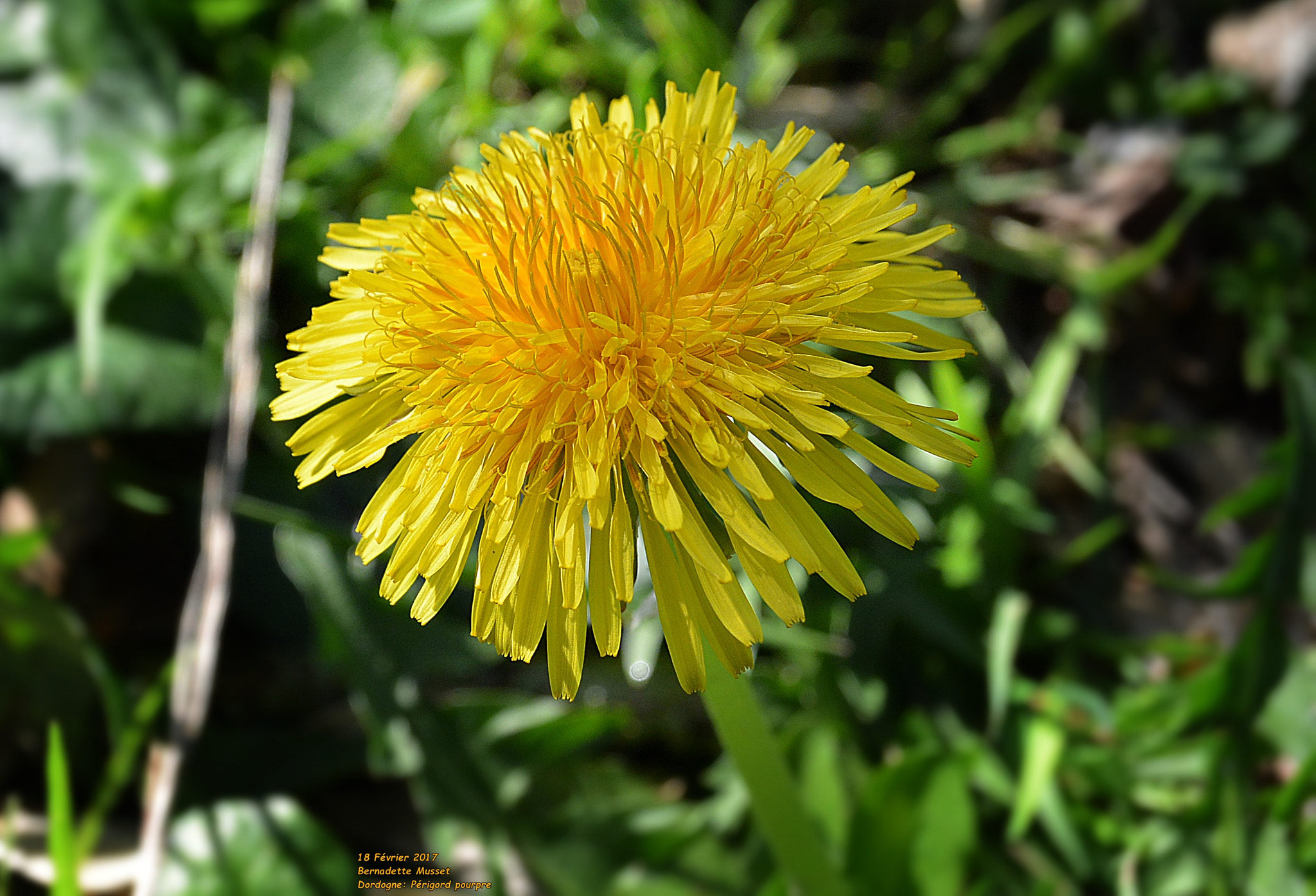 Nikon 1 AW1 sample photo. Dandelion - pissenlit photography