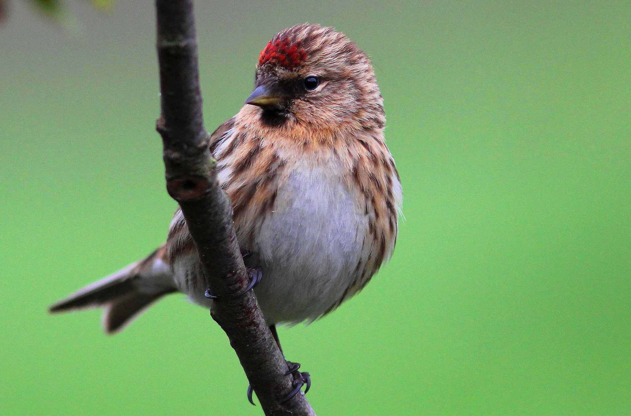 Canon EF 300mm F4L IS USM sample photo. Lesser redpoll photography