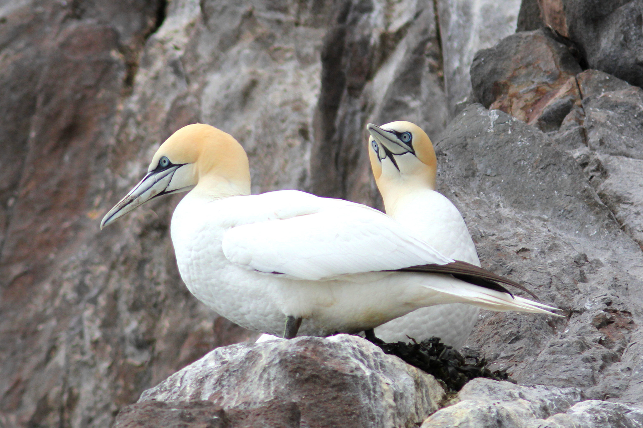 Canon EF 300mm F4L IS USM sample photo. Gannets on the bass rock photography