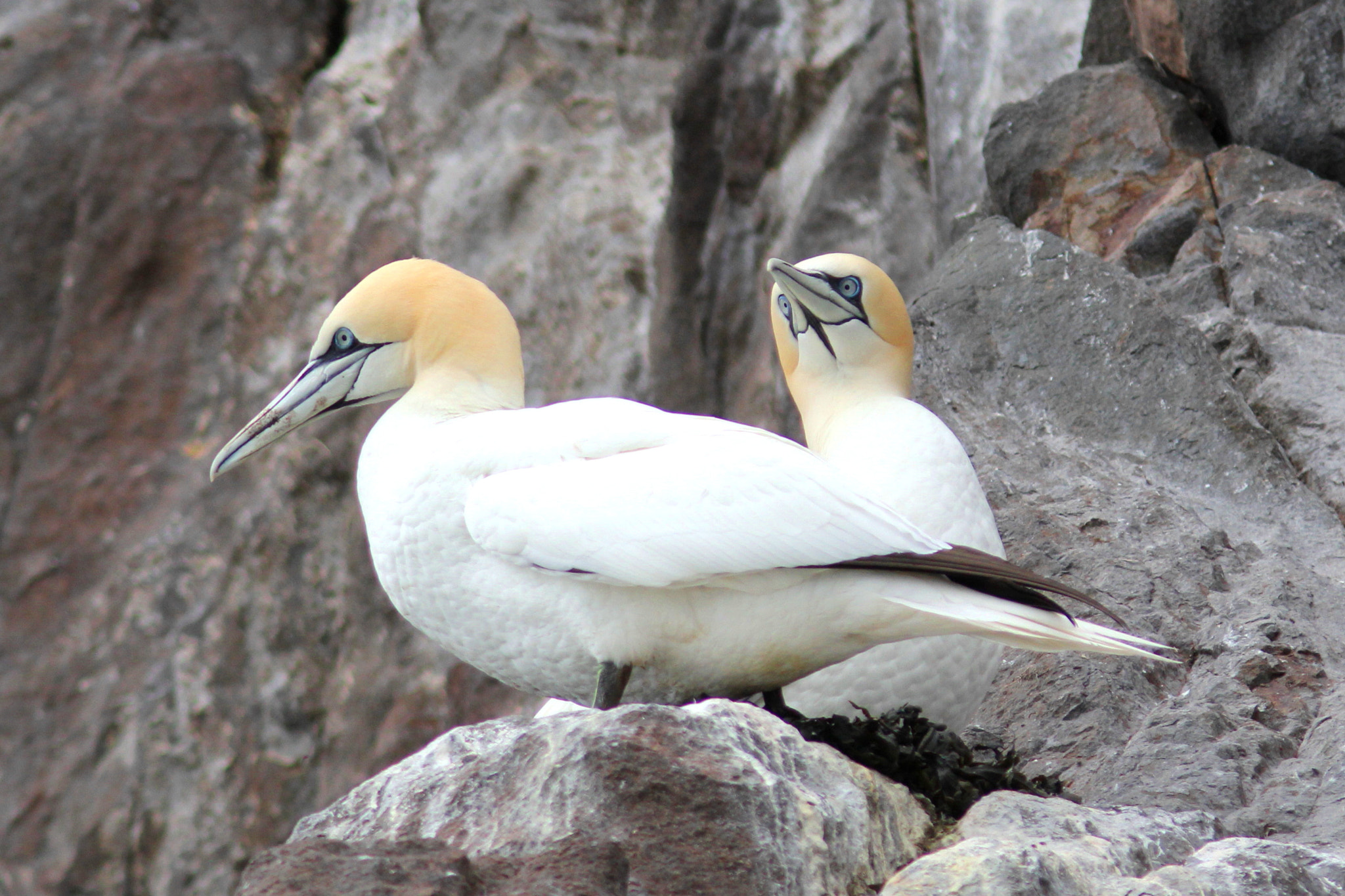 Canon EOS 60D sample photo. Gannets on the bass rock photography