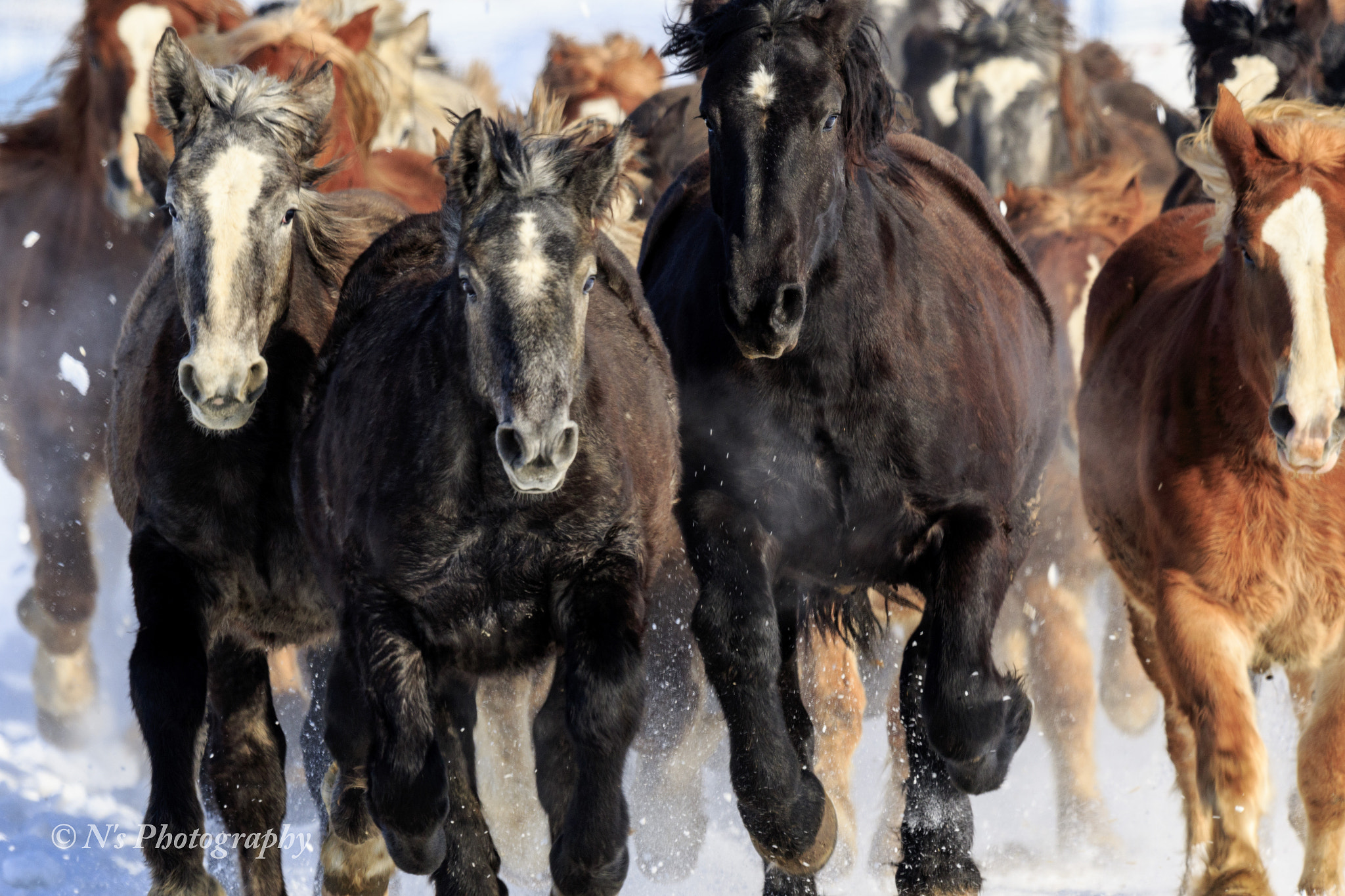 Canon EF 600mm F4L IS II USM sample photo. Horse chasing 3 photography