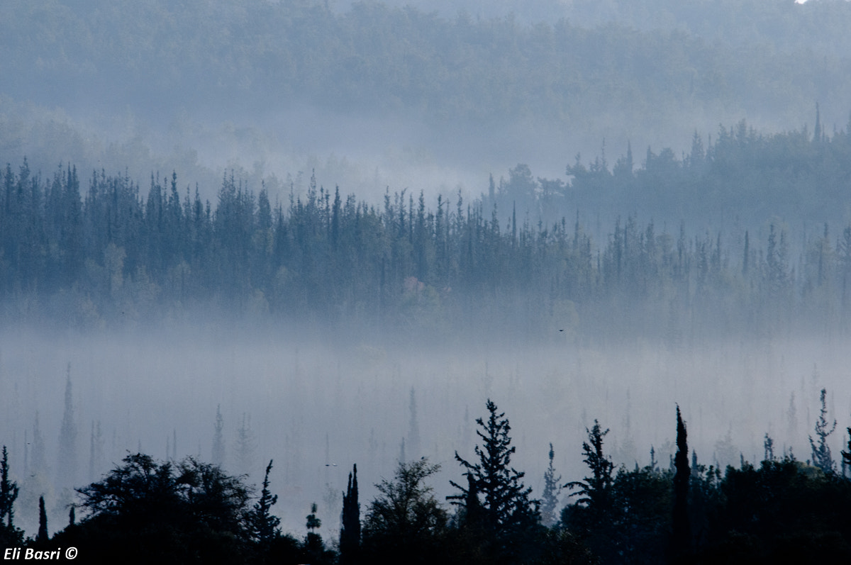 Nikon D300S sample photo. Foggy morning photography
