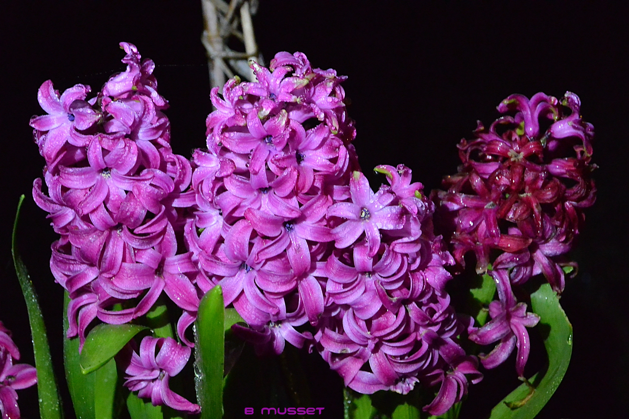 Nikon 1 AW1 sample photo. Hyacinths - jacynthe photography