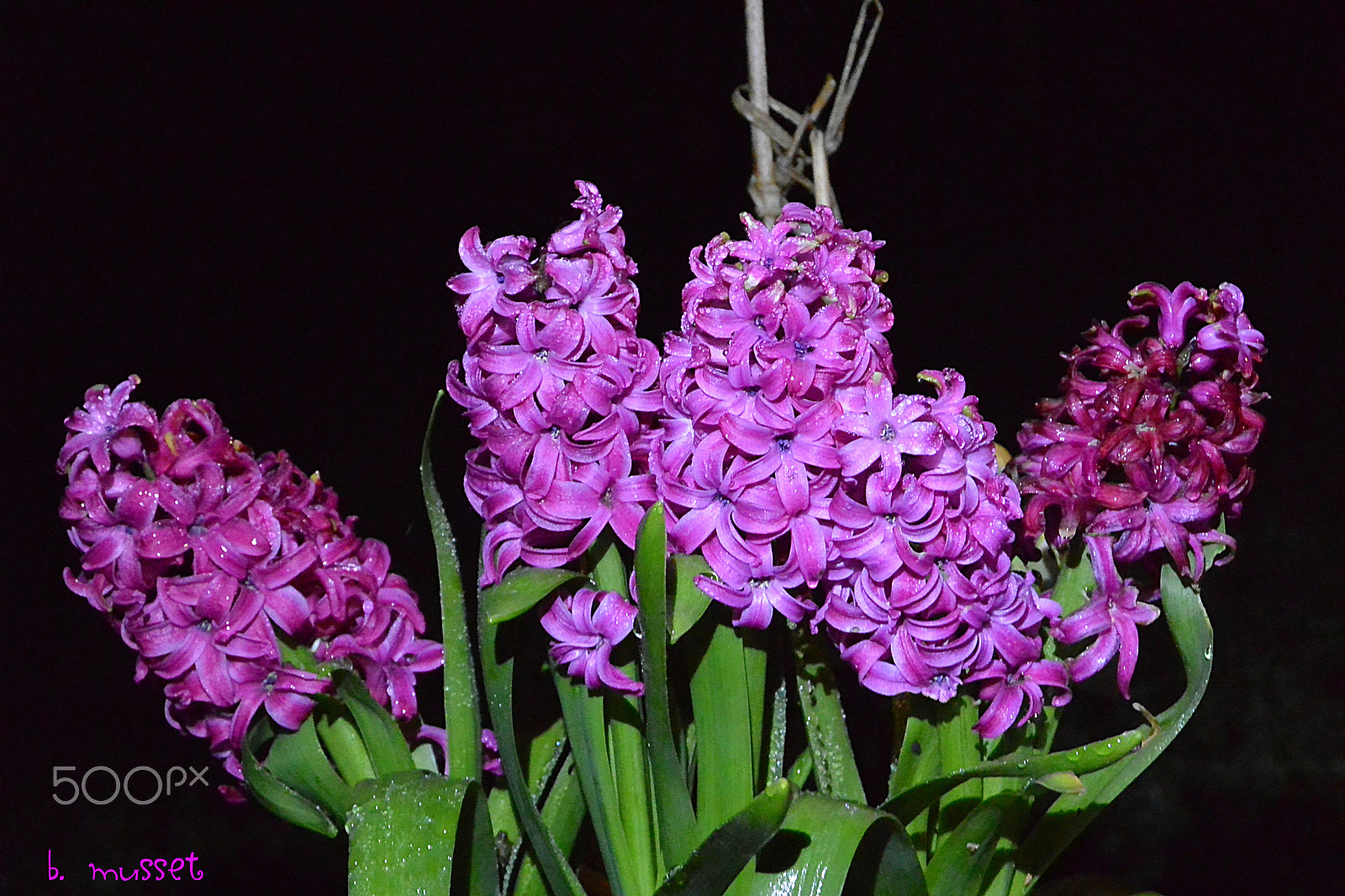 Nikon 1 AW1 sample photo. Hyacinths - jacynthe photography