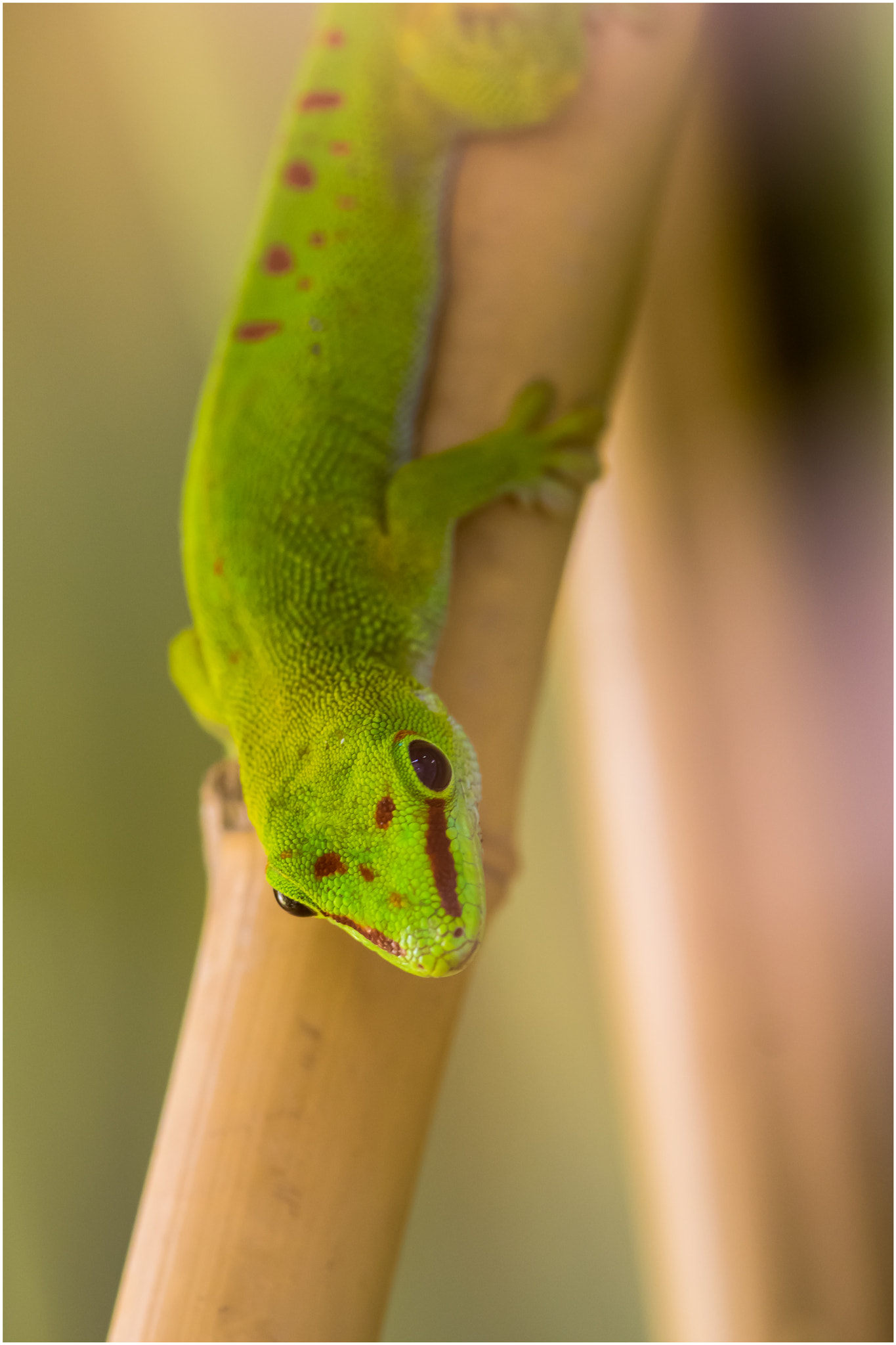 Pentax K-3 sample photo. Hello photography