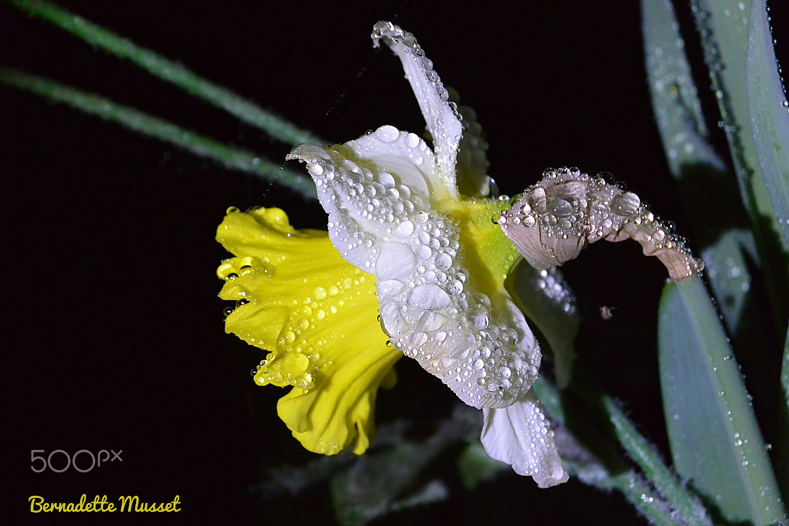 Nikon 1 AW1 sample photo. Narcissus - narcisse photography