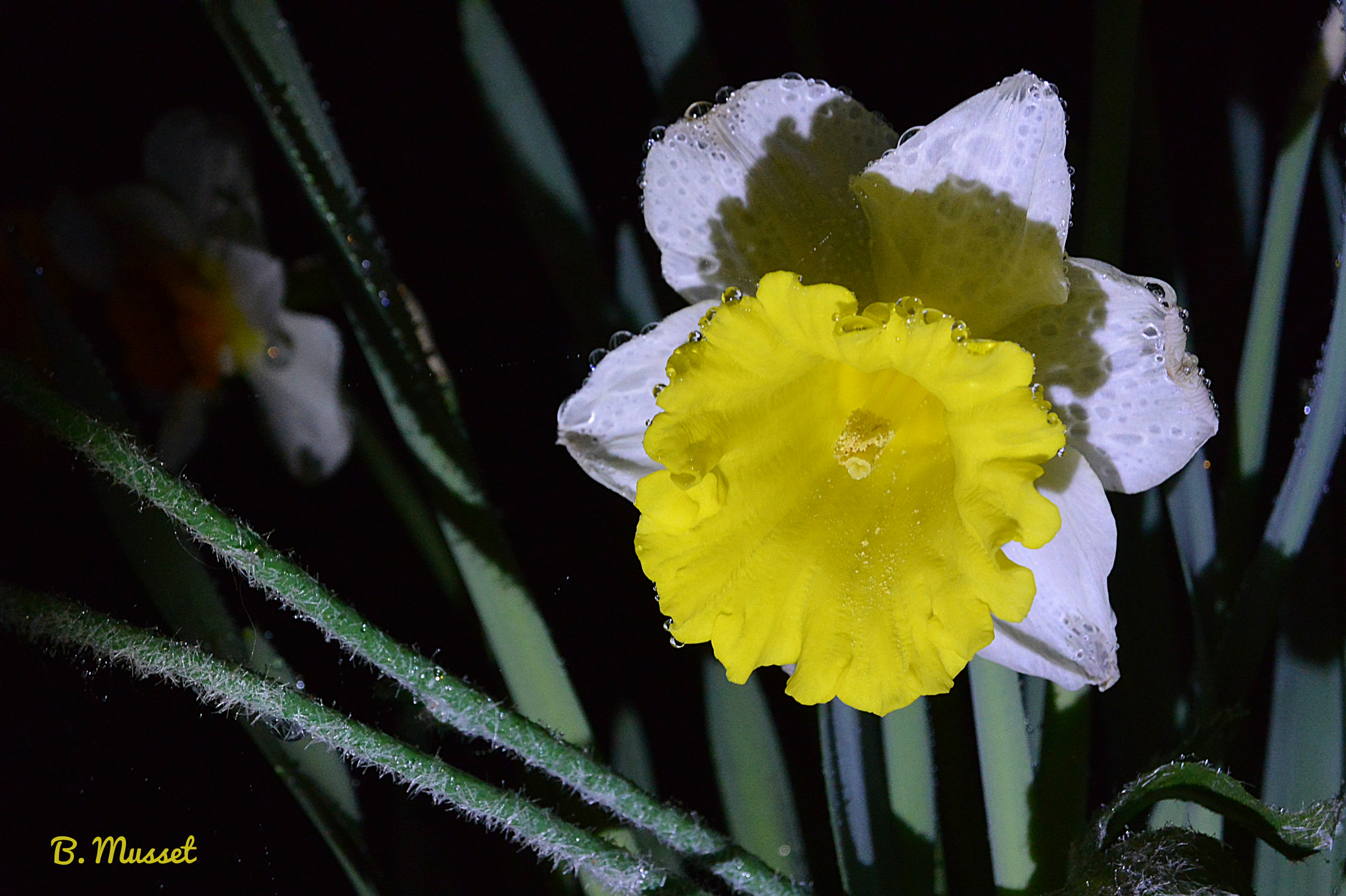 Nikon 1 AW1 sample photo. Narcissus - narcisse photography