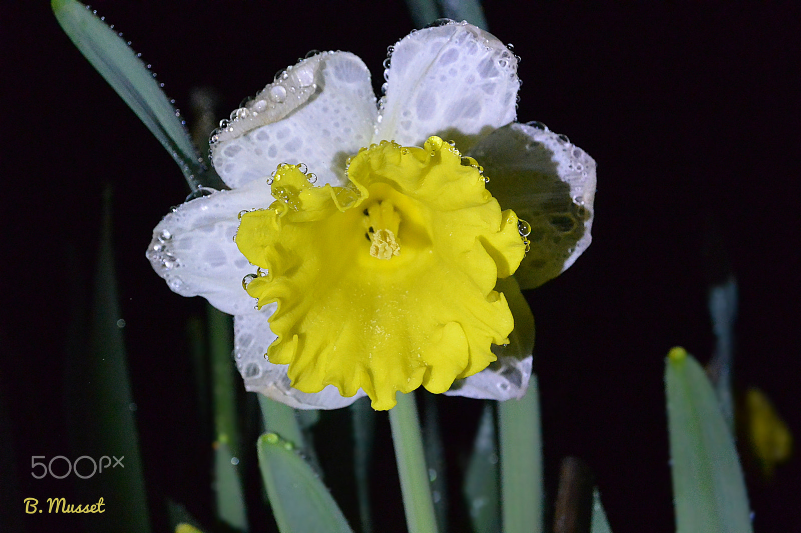 Nikon 1 AW1 sample photo. Narcissus - narcisse photography