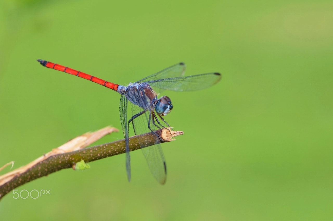 Nikon AF-S Micro-Nikkor 105mm F2.8G IF-ED VR sample photo. Bokeh photography