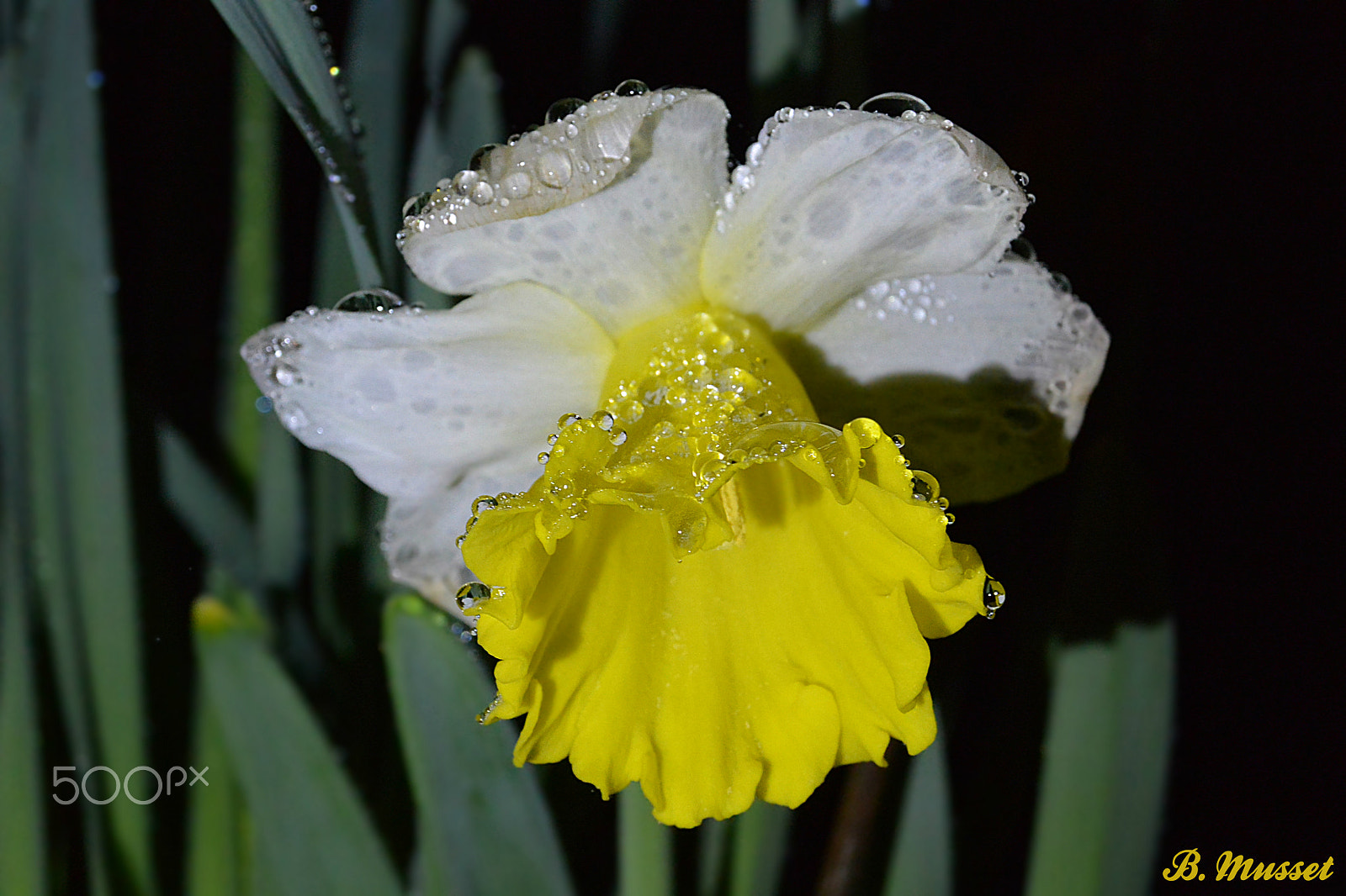 Nikon 1 AW1 sample photo. Narcissus - narcisse photography