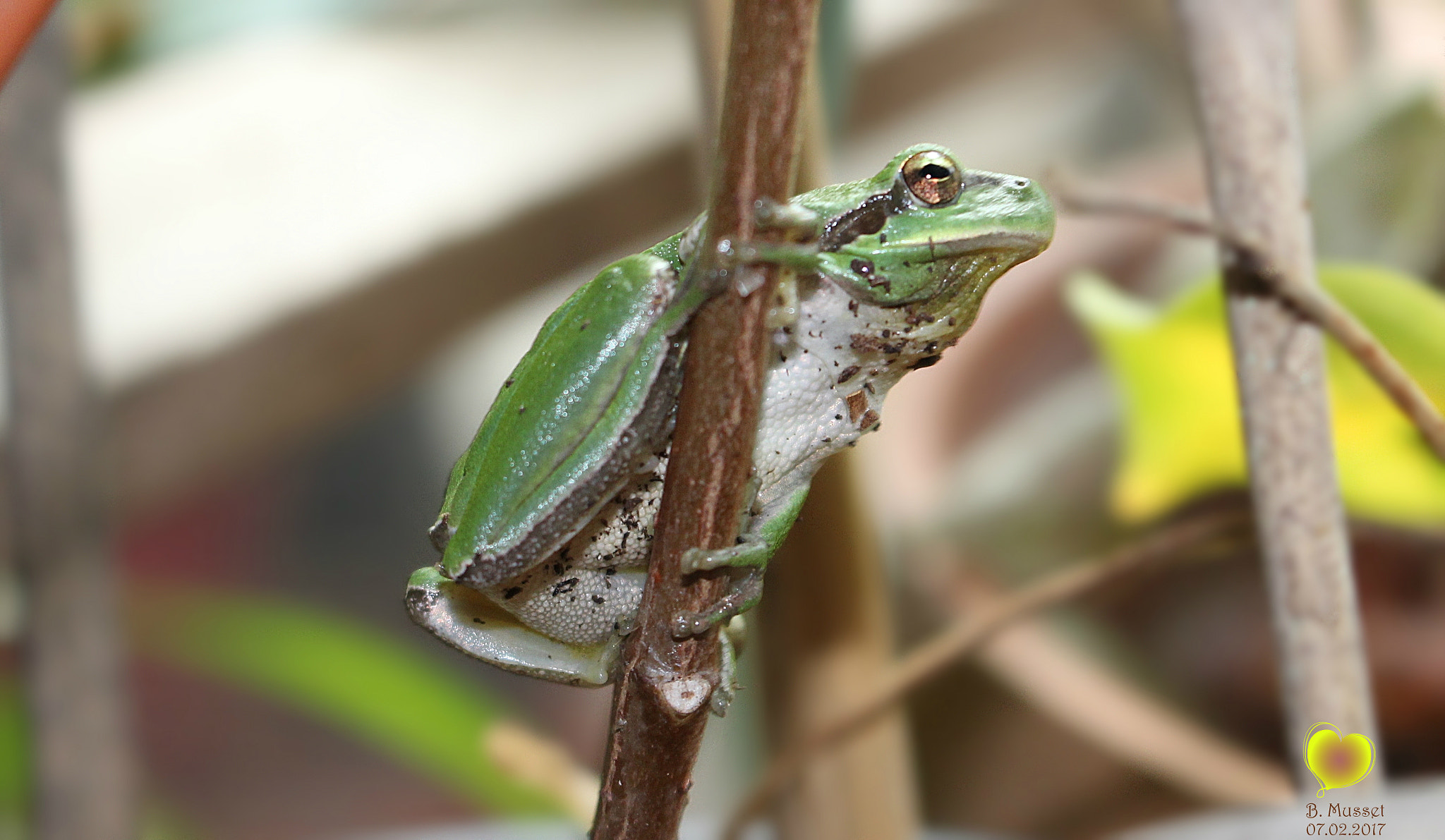 Canon EOS 1200D (EOS Rebel T5 / EOS Kiss X70 / EOS Hi) sample photo. Frog - rainette photography