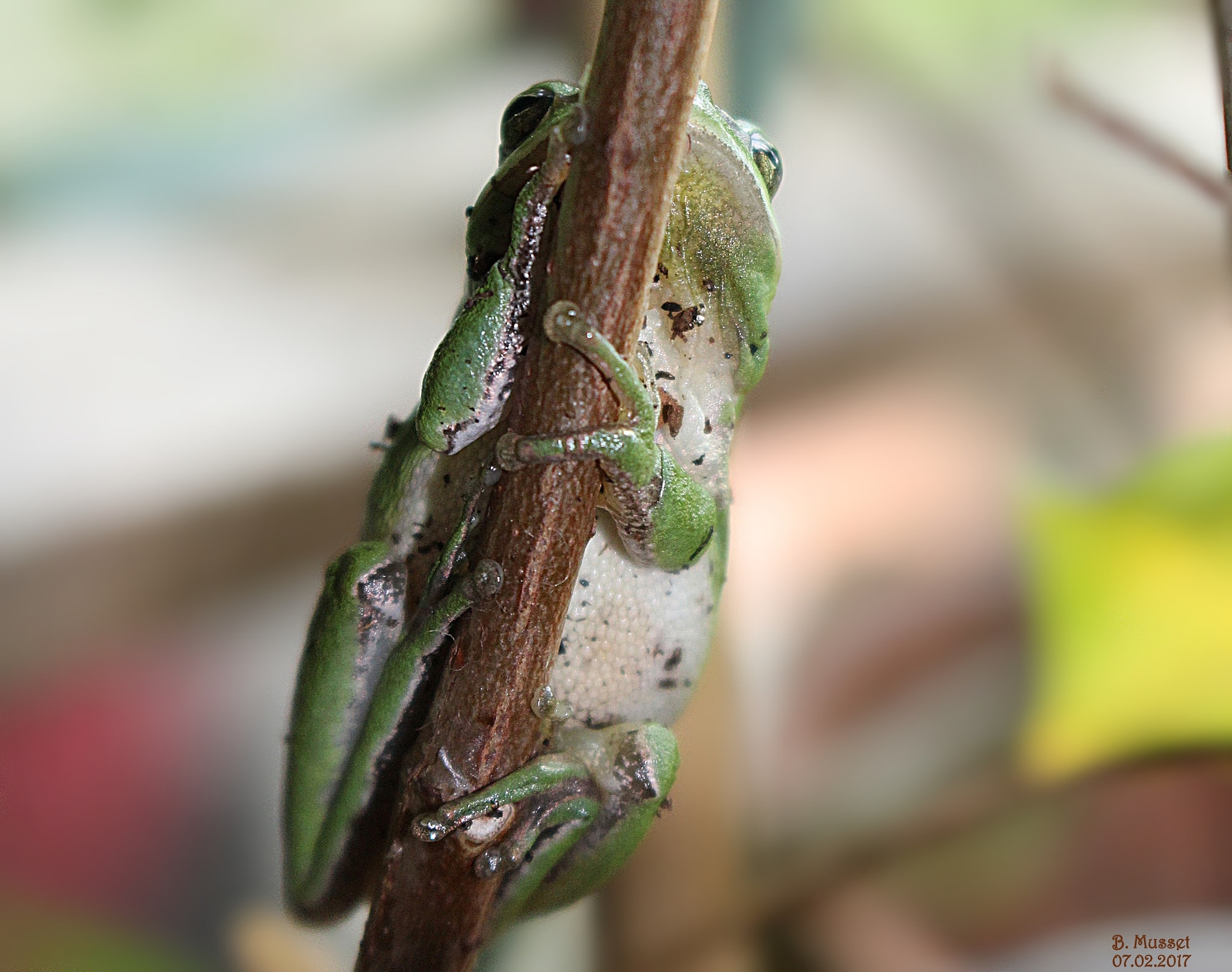 Canon EOS 1200D (EOS Rebel T5 / EOS Kiss X70 / EOS Hi) sample photo. Frog - rainette photography