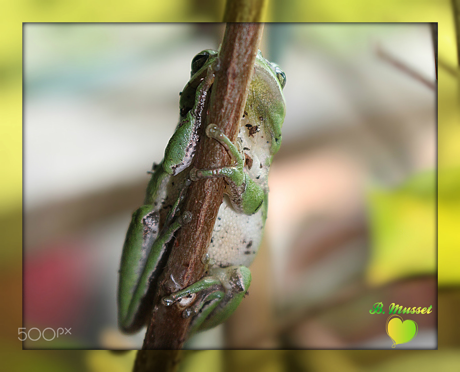 Canon EOS 1200D (EOS Rebel T5 / EOS Kiss X70 / EOS Hi) sample photo. Frog - rainette photography