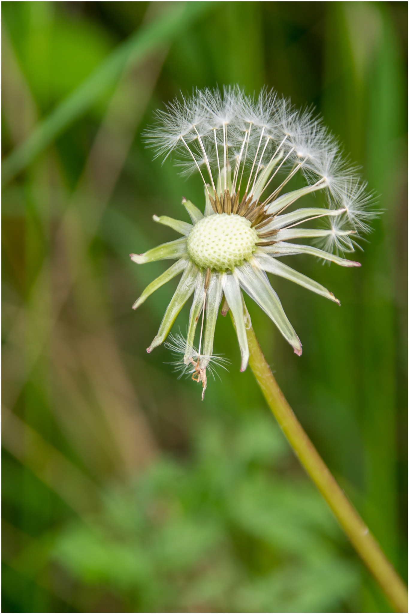 Pentax K-r + Sigma sample photo. Dandelion seed head photography