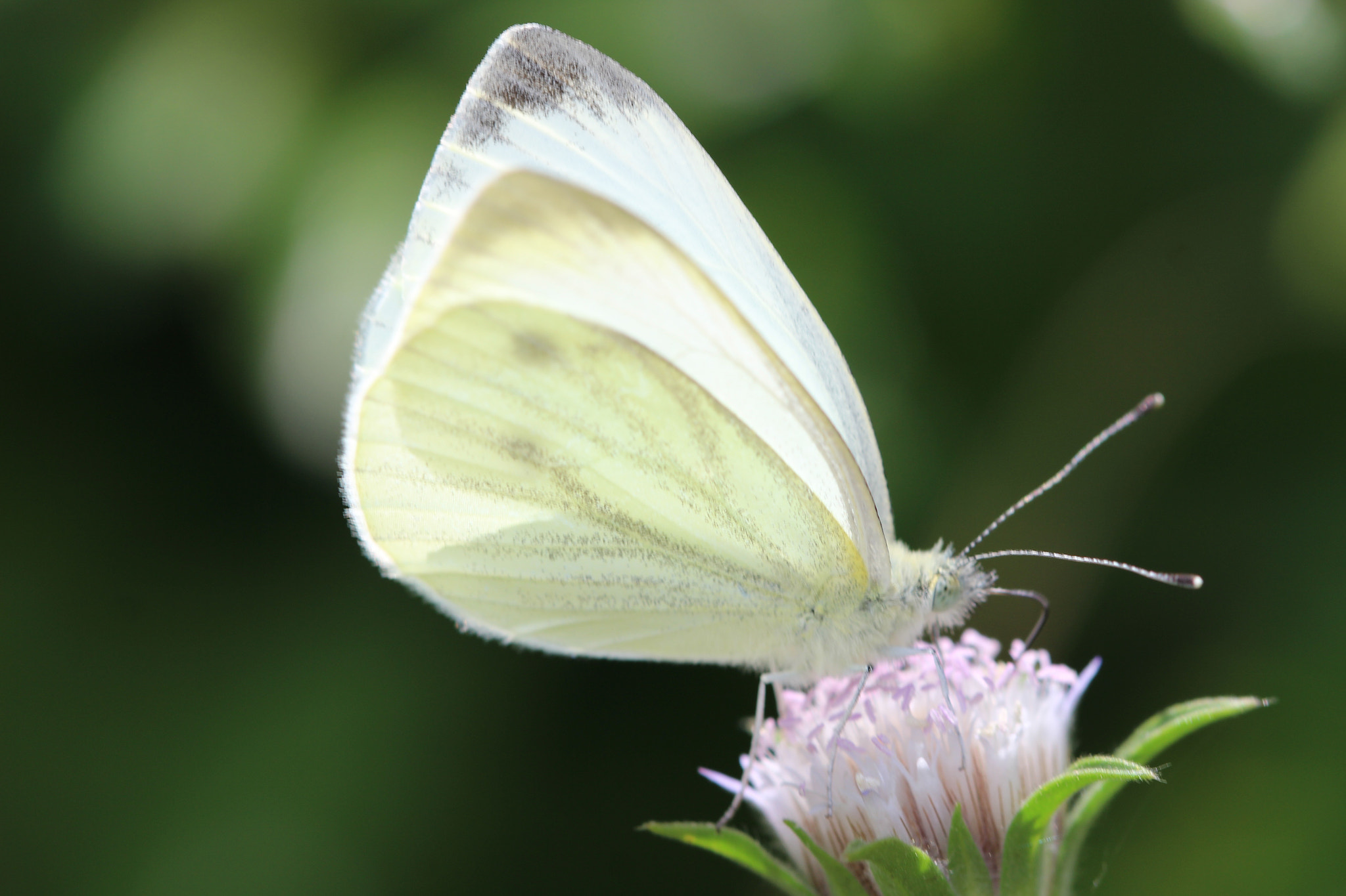 Canon EF 100mm F2.8 Macro USM sample photo. White marbled butterfly photography