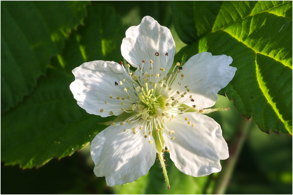 Pentax K-r sample photo. White bright star photography