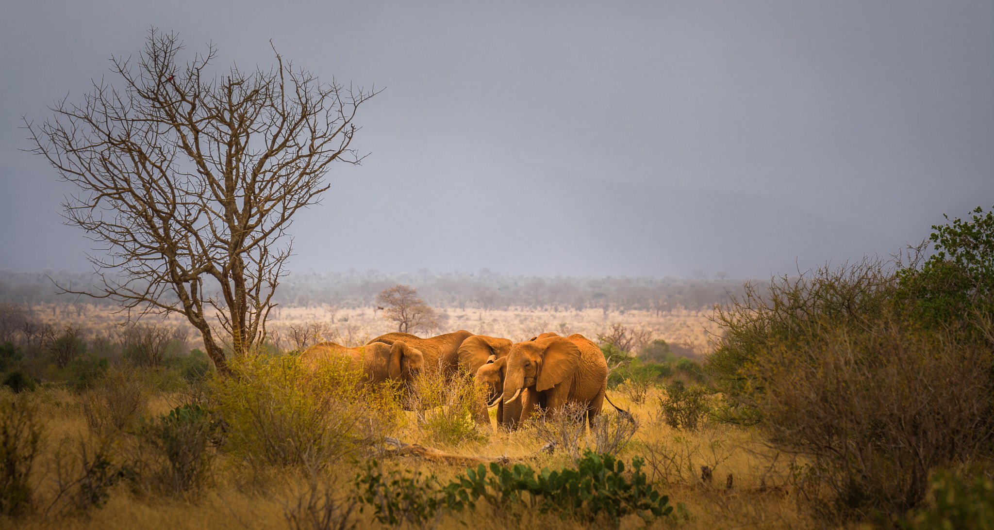 Nikon D7100 + Tamron SP 70-200mm F2.8 Di VC USD sample photo. African landscape photography