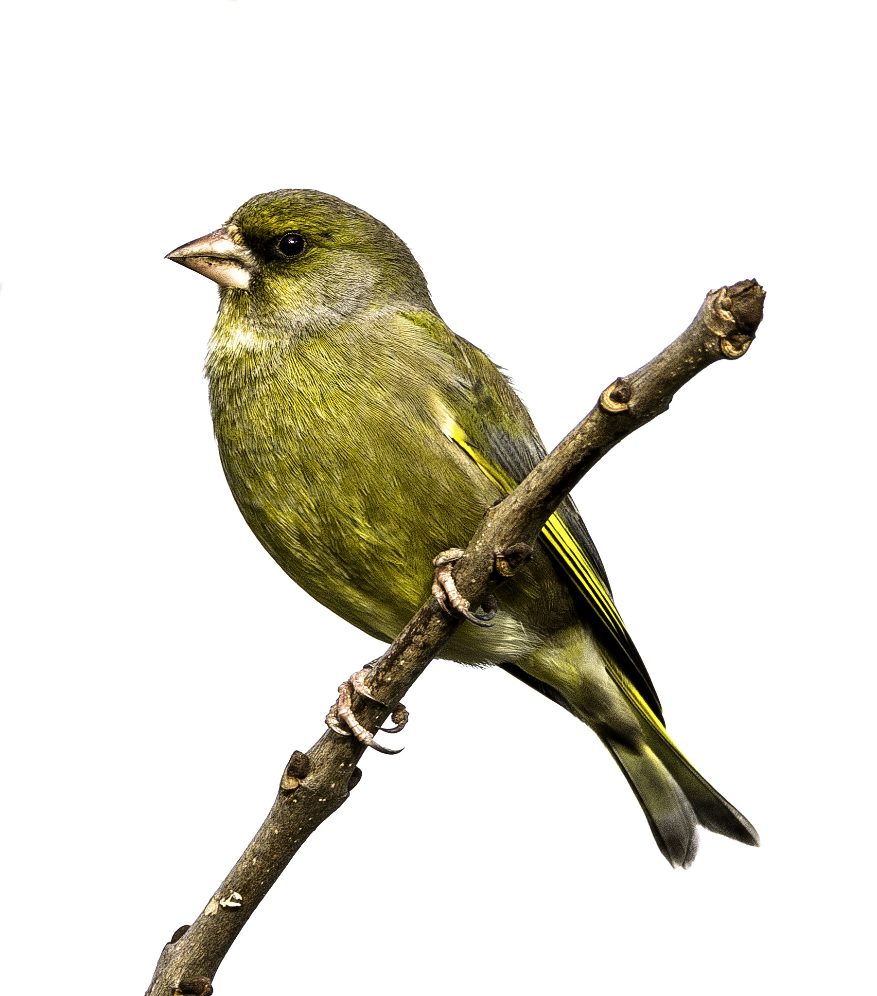 Nikon D800 sample photo. Greenfinch photography