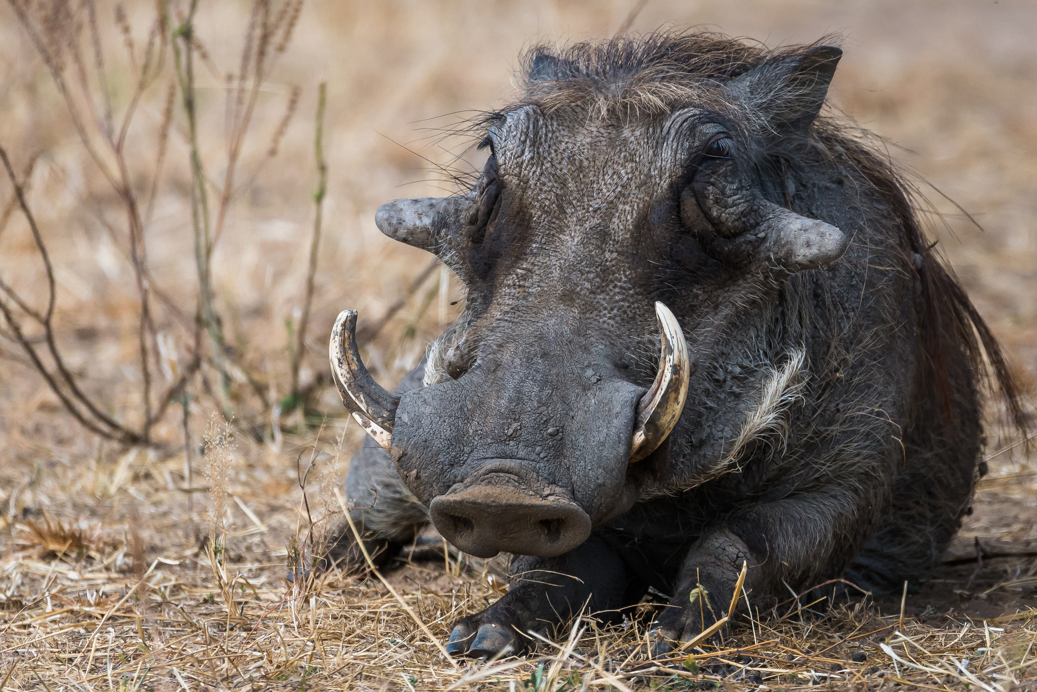 Nikon D610 + Sigma 150-600mm F5-6.3 DG OS HSM | S sample photo. My mum still loves me! photography