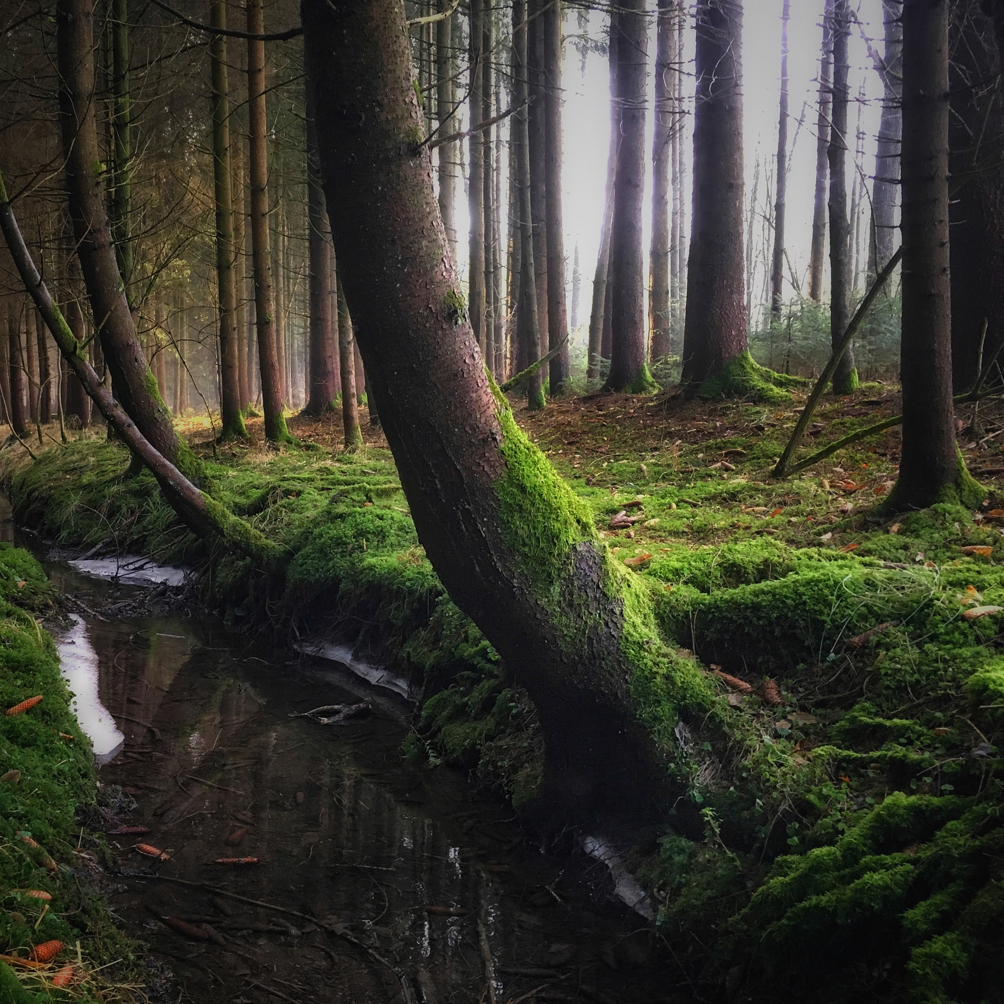 Hipstamatic 332 sample photo. Creek in the forest photography