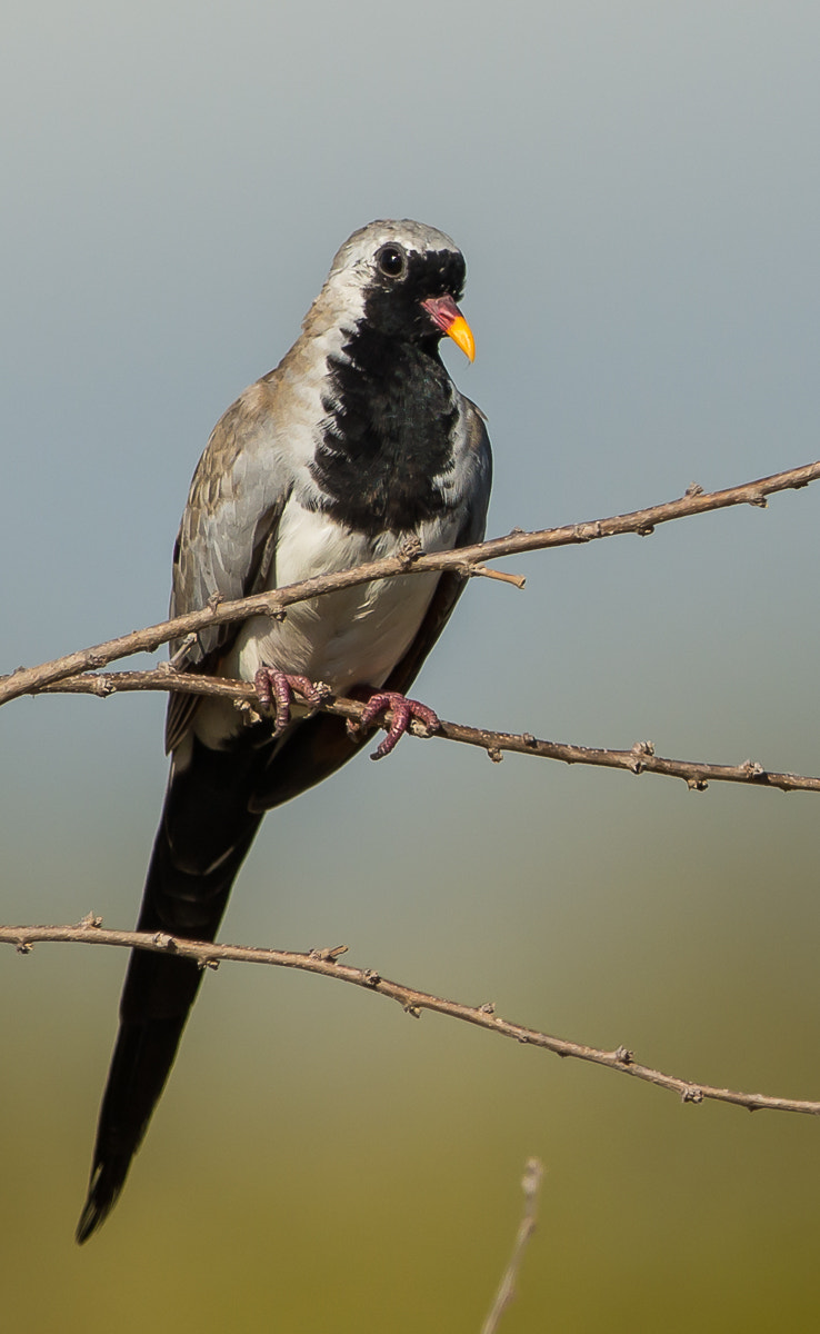 Nikon AF-S Nikkor 600mm F4G ED VR sample photo. Namaqua dove. photography