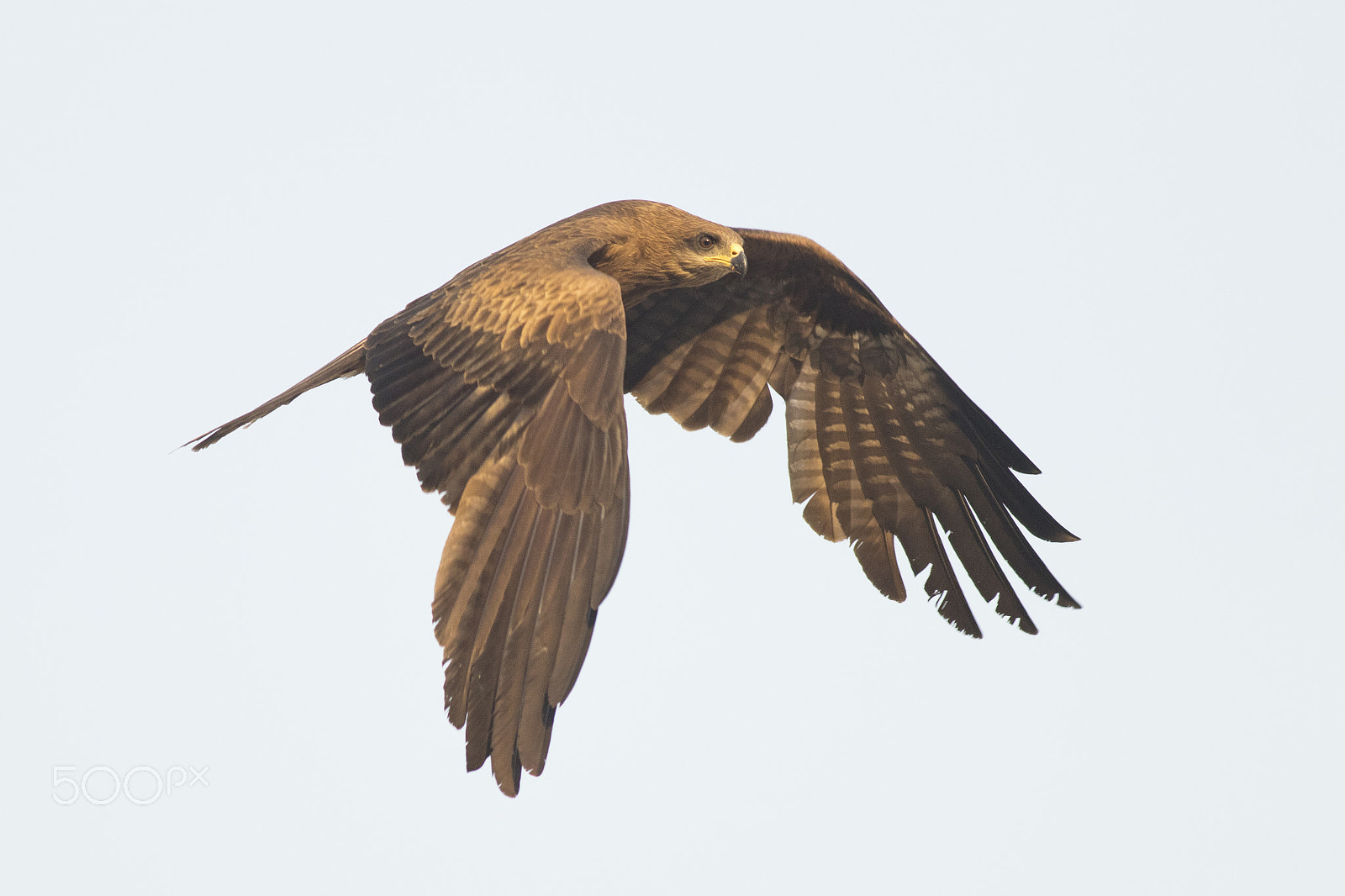 Canon EOS 80D + Canon EF 400mm F5.6L USM sample photo. In the morning light_ black kite photography