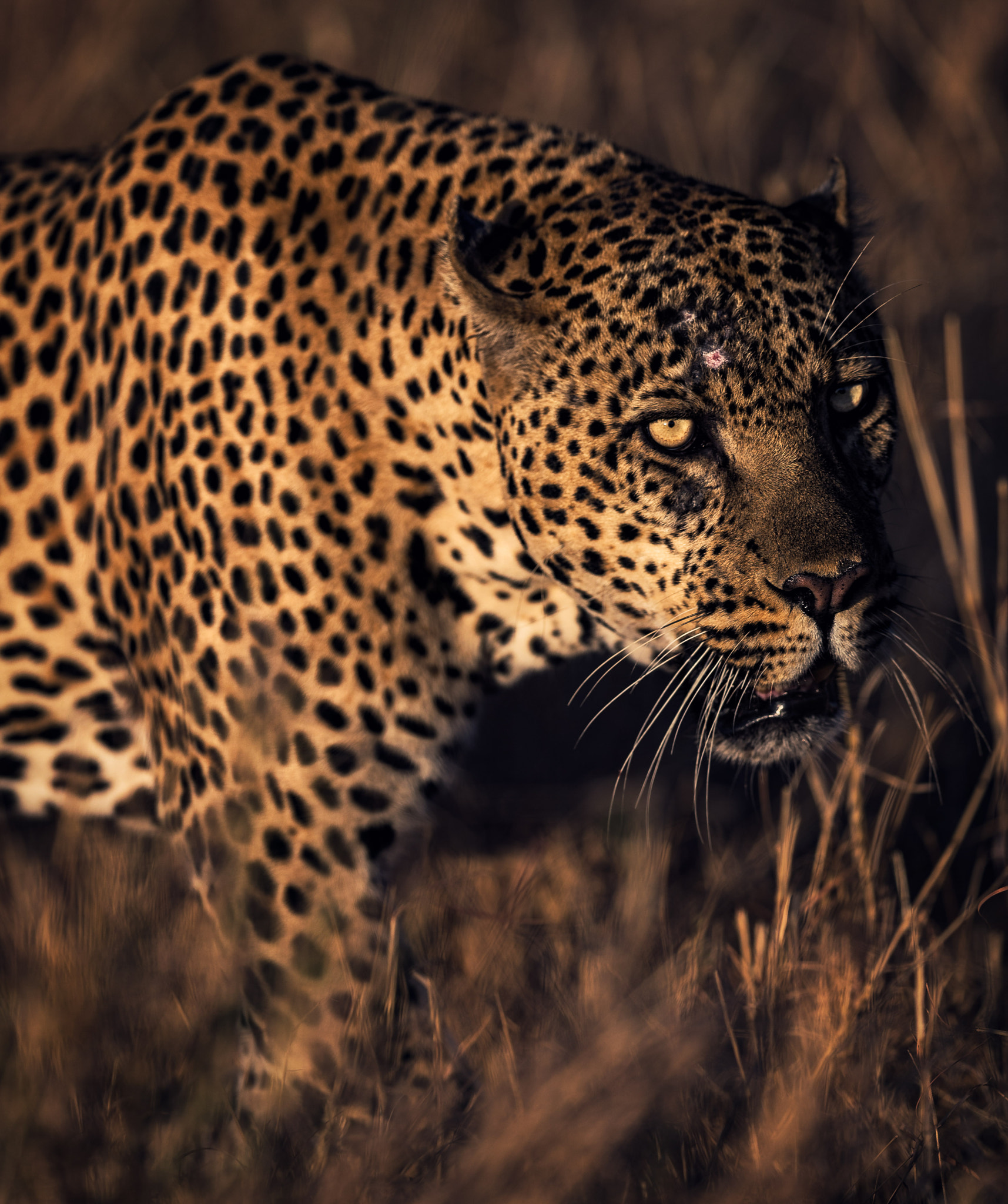 Canon EOS-1D X sample photo. African leopard photography