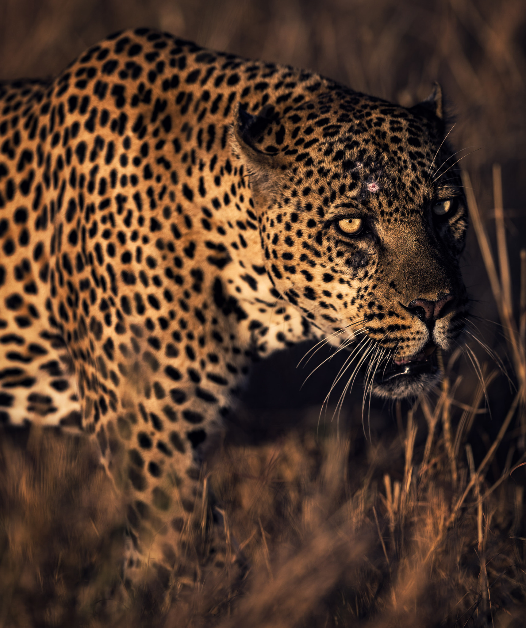 Canon EF 400mm F2.8L IS II USM sample photo. African leopard photography