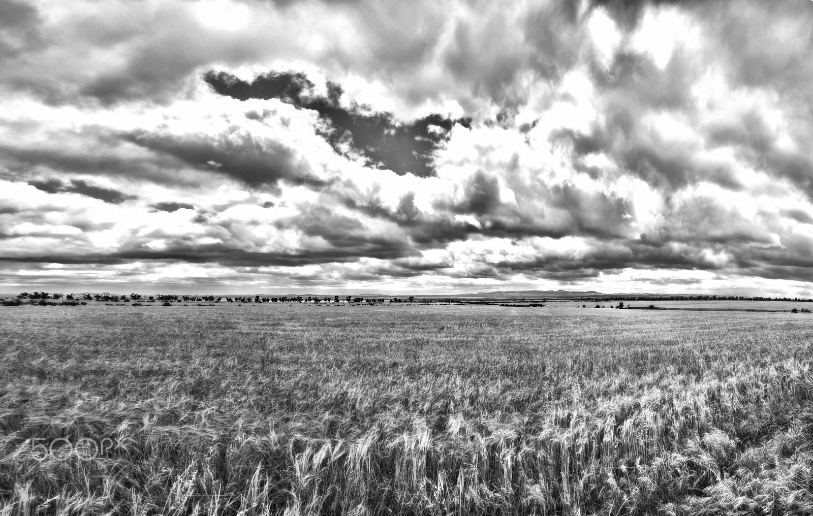 Sigma 24-105mm f/4 DG OS HSM | A sample photo. Barleyfield b&w photography