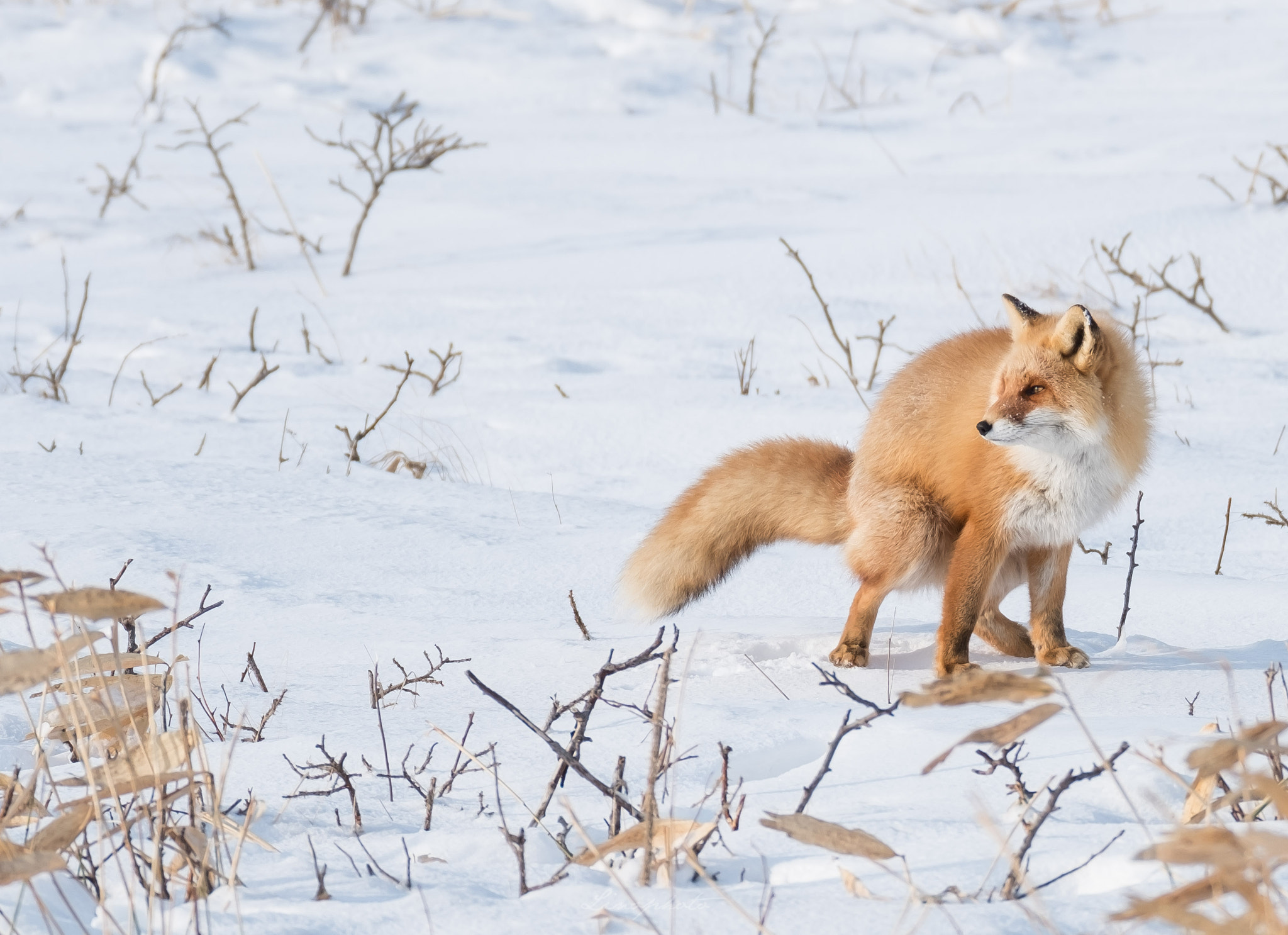 XF100-400mmF4.5-5.6 R LM OIS WR + 1.4x sample photo. Gentle light photography