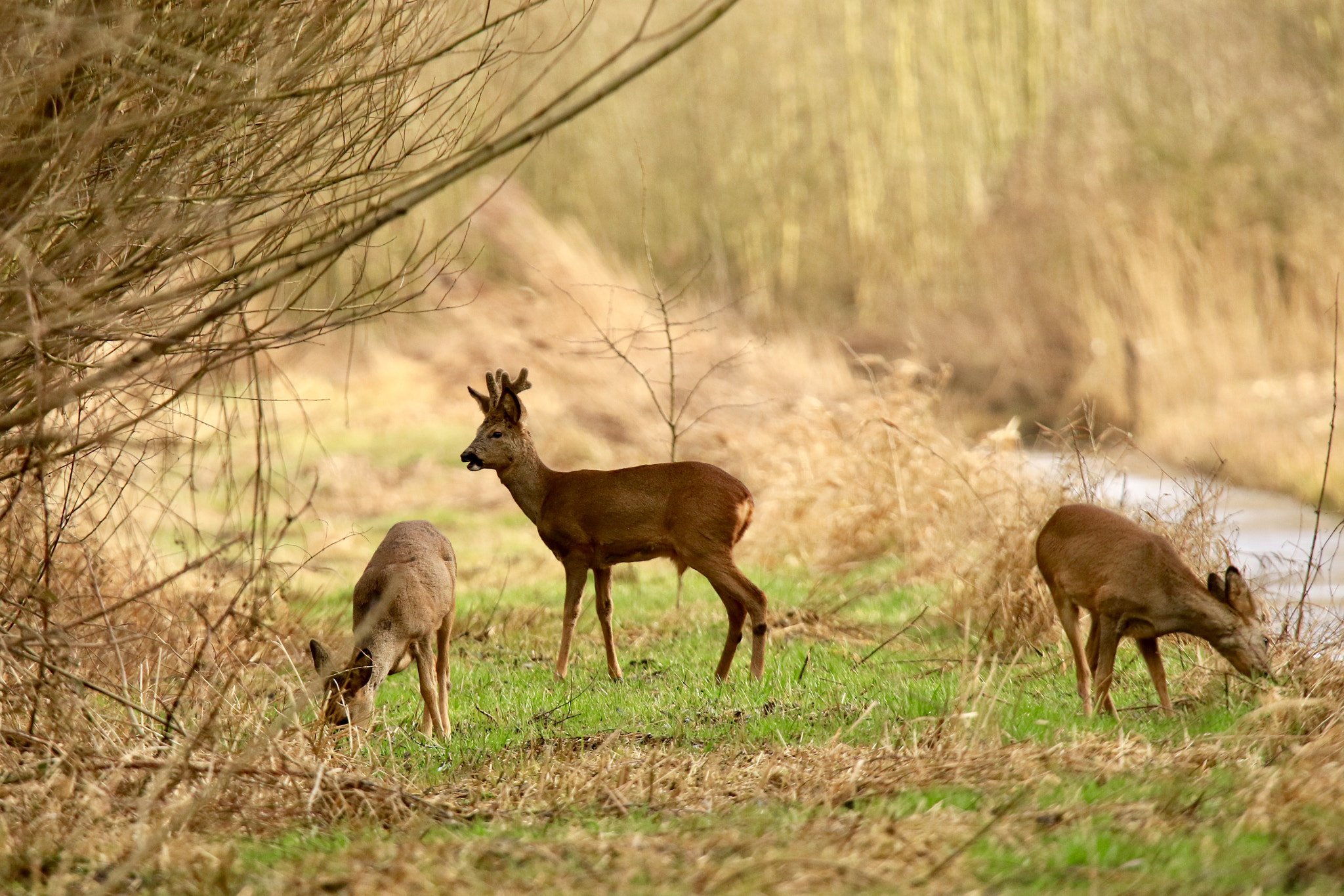 Sigma 150mm f/2.8 EX DG OS HSM APO Macro sample photo. Roe's,photo was taken nearby the lange aventuurseweg culemborg. photography