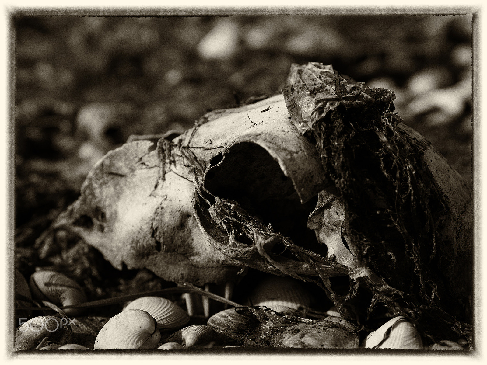 Olympus M.Zuiko Digital 45mm F1.8 sample photo. Skull on beach photography