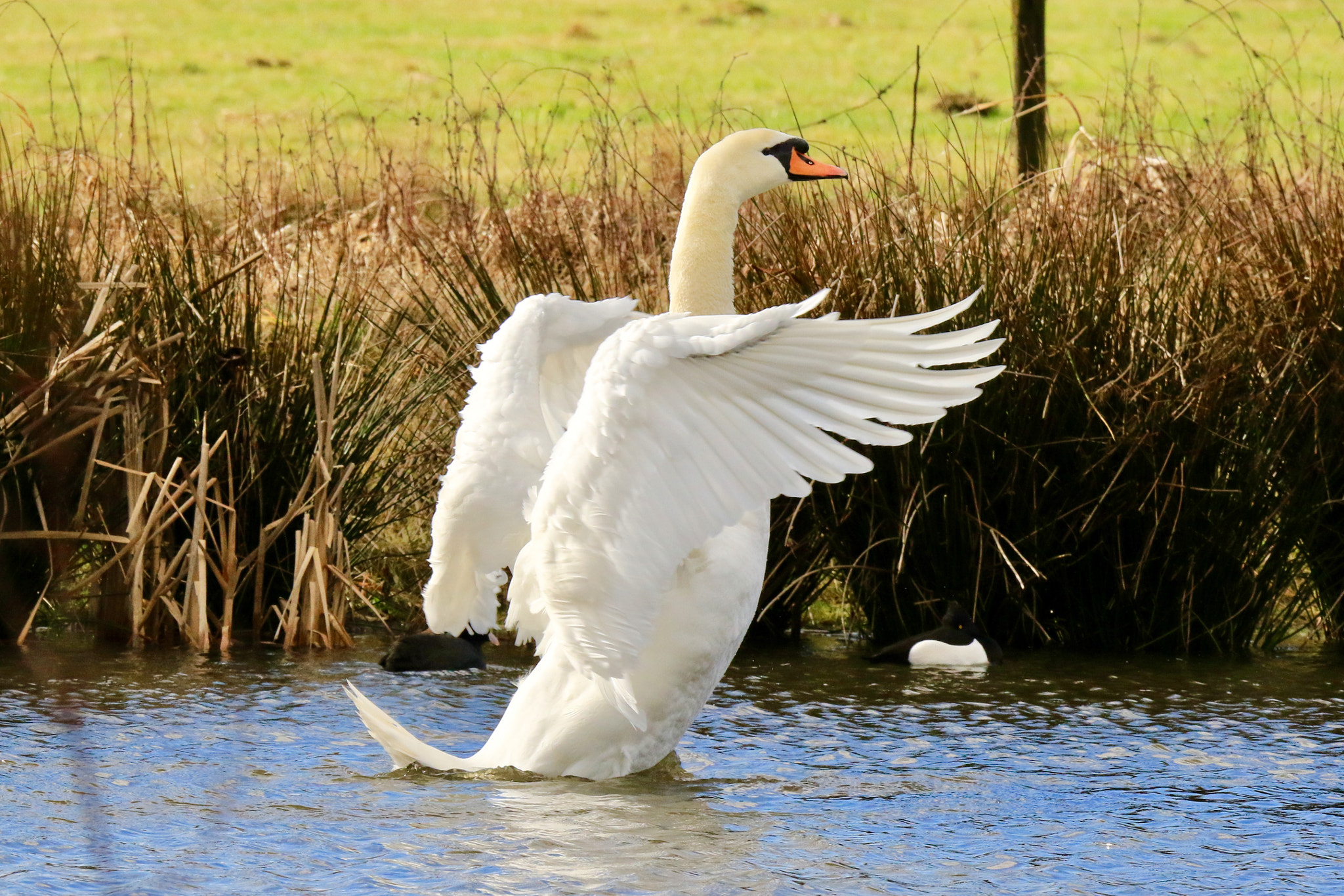 Sigma 150mm f/2.8 EX DG OS HSM APO Macro sample photo. Mute swan,photo was taken at the culemborg vliet. photography