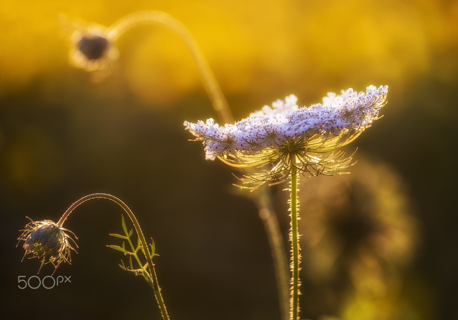 Nikon AF-S Nikkor 70-200mm F4G ED VR sample photo. Wild flowers photography