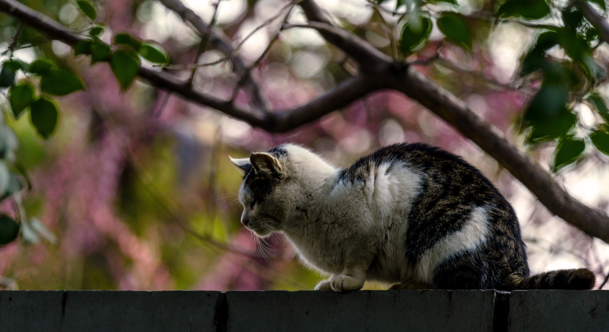 Sony a7R II sample photo. Cat and cherry blossom photography