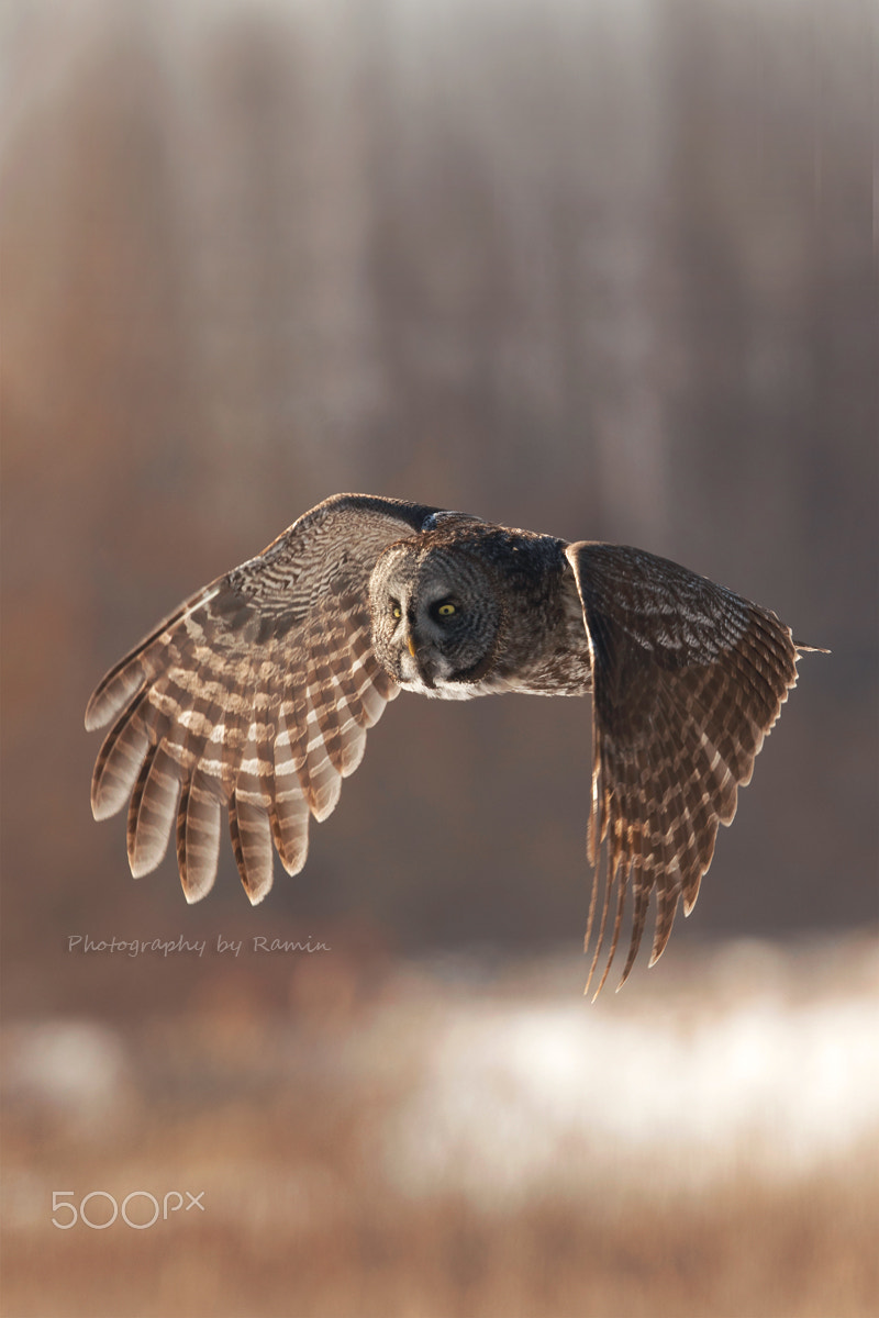 Canon EOS 7D Mark II + Canon EF 500mm F4L IS II USM sample photo. Sunny flight !! photography