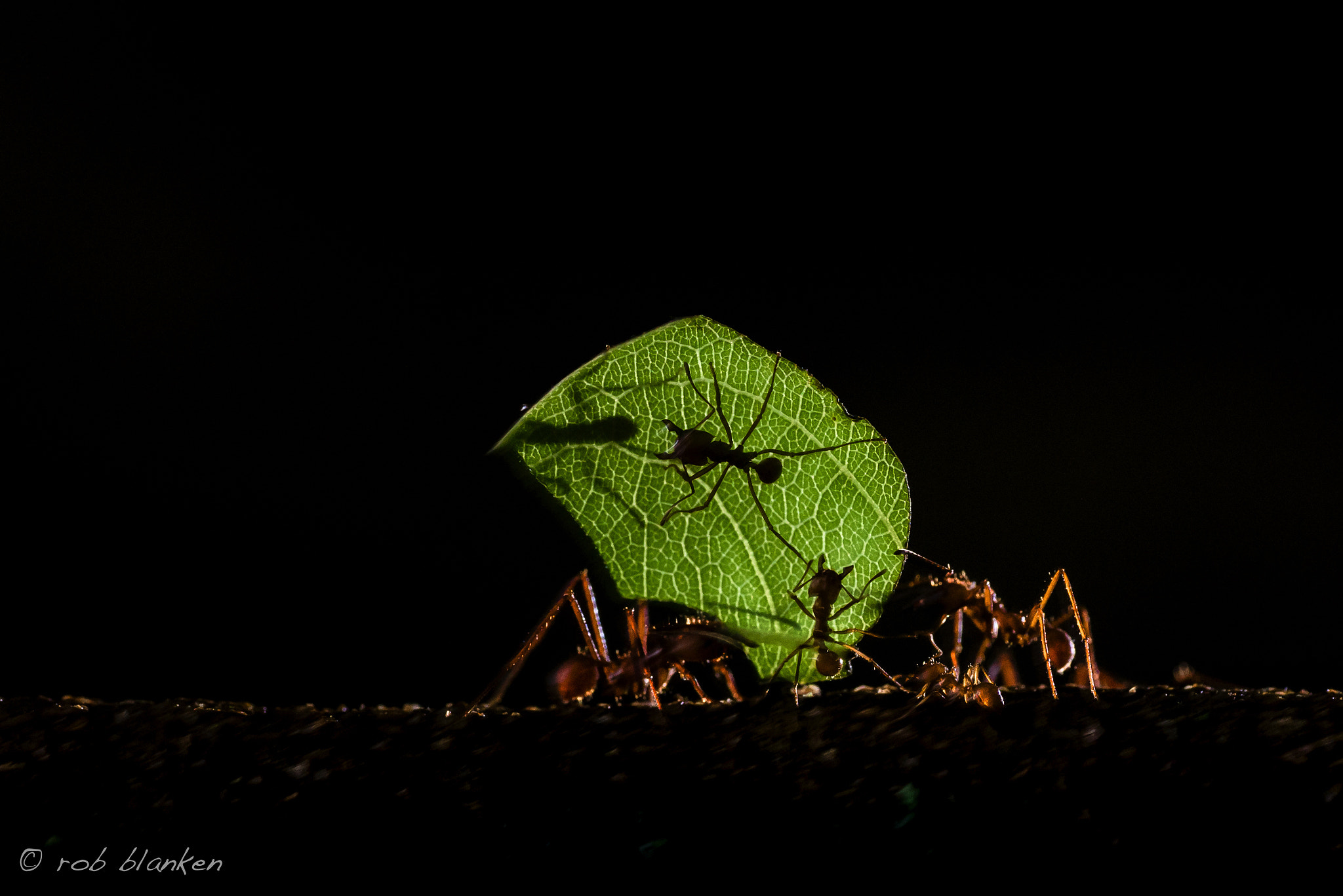 Nikon D810 sample photo. Working together photography