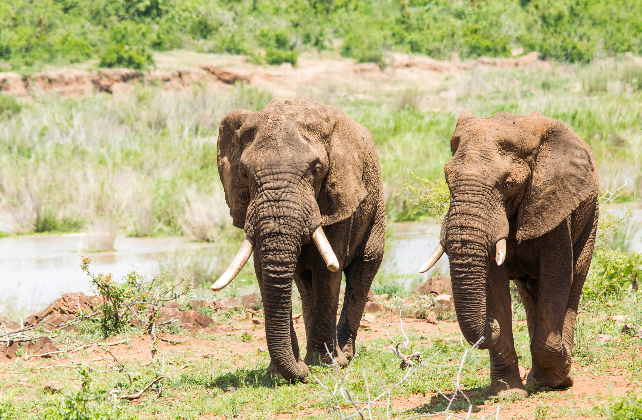 Nikon D3200 + Sigma 150-500mm F5-6.3 DG OS HSM sample photo. Elephant bull photography