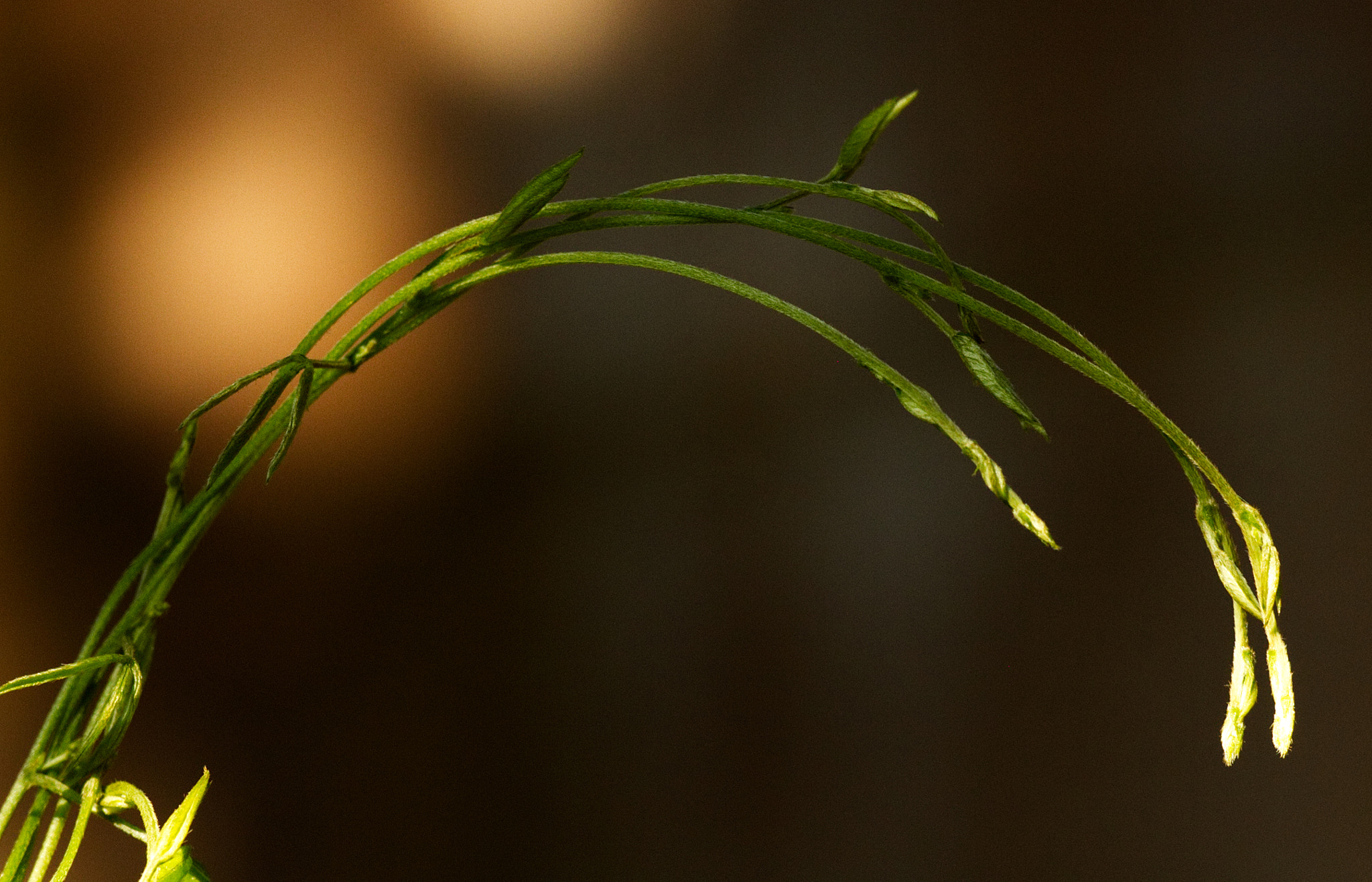 70.0 - 200.0 mm sample photo. Heads shall bow photography