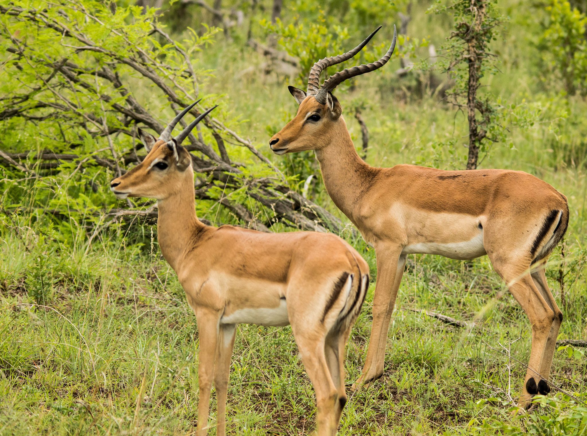 Nikon D3200 + Sigma 150-500mm F5-6.3 DG OS HSM sample photo. Impala photography