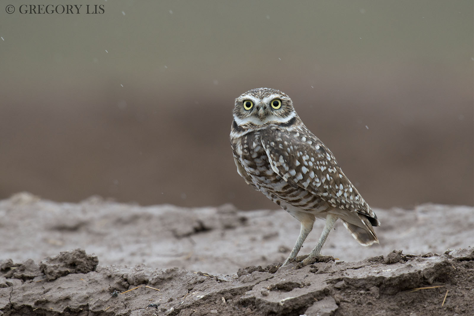 Nikon D800 sample photo. Burrowing owl photography