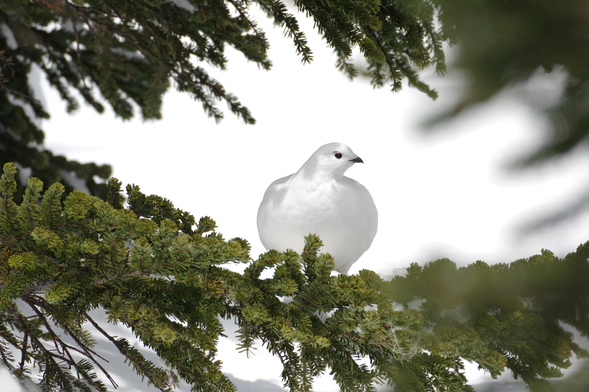 Pentax K-3 II sample photo. A female japanese rock ptarmigan in winter photography