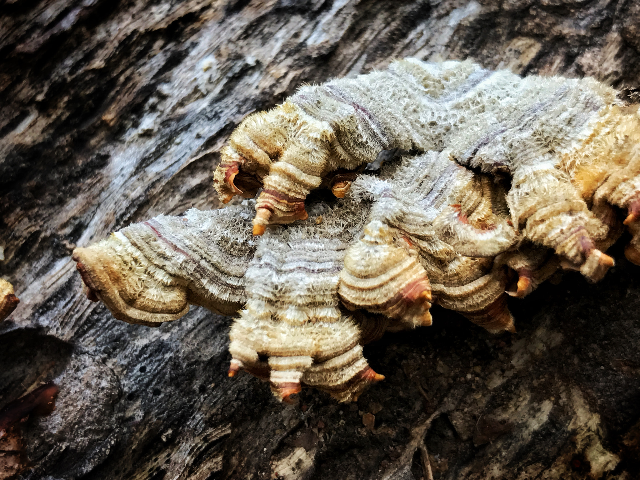 Apple iPhone9,4 sample photo. Fungus photography