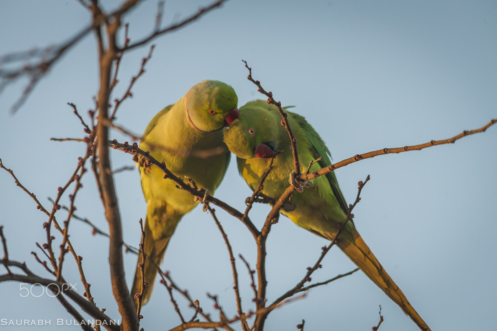 Sigma 150-500mm F5-6.3 DG OS HSM sample photo. Love is in the air photography