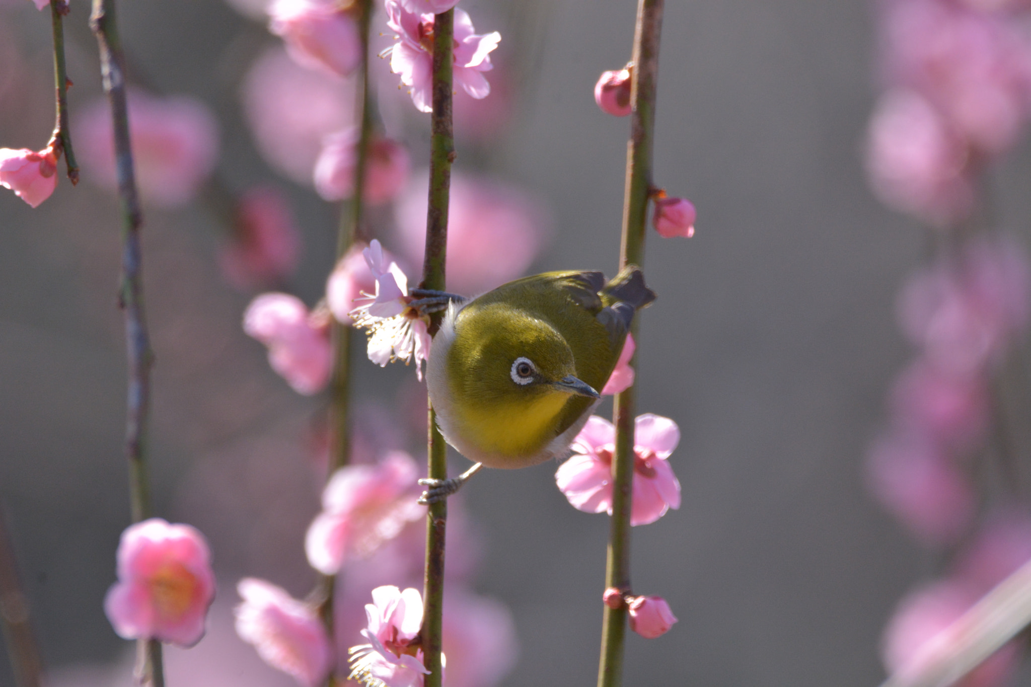 Sigma 150-600mm F5-6.3 DG OS HSM | C sample photo. White-eye photography