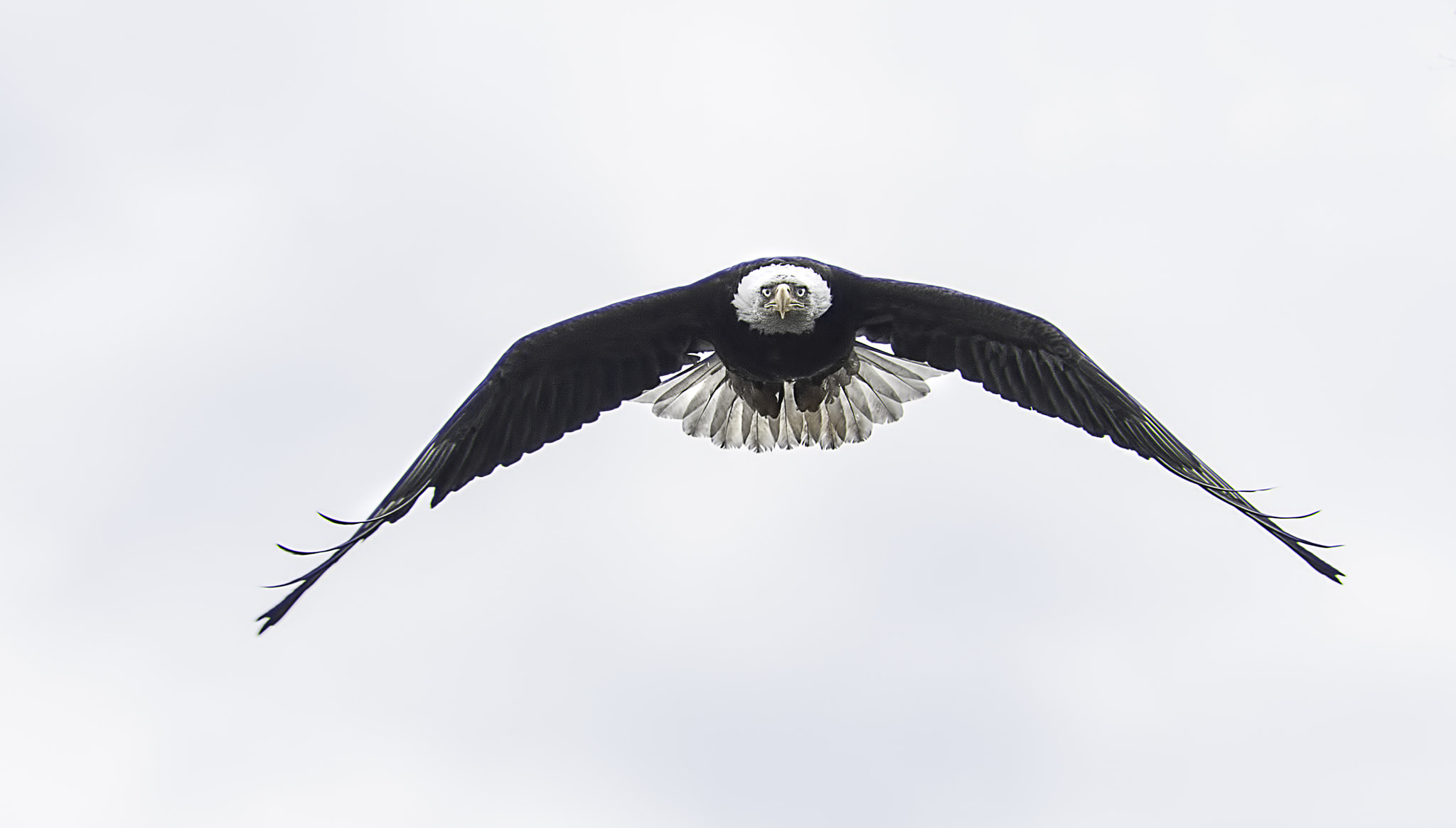 Sony 75-300mm F4.5-5.6 sample photo. Bald eagle photography